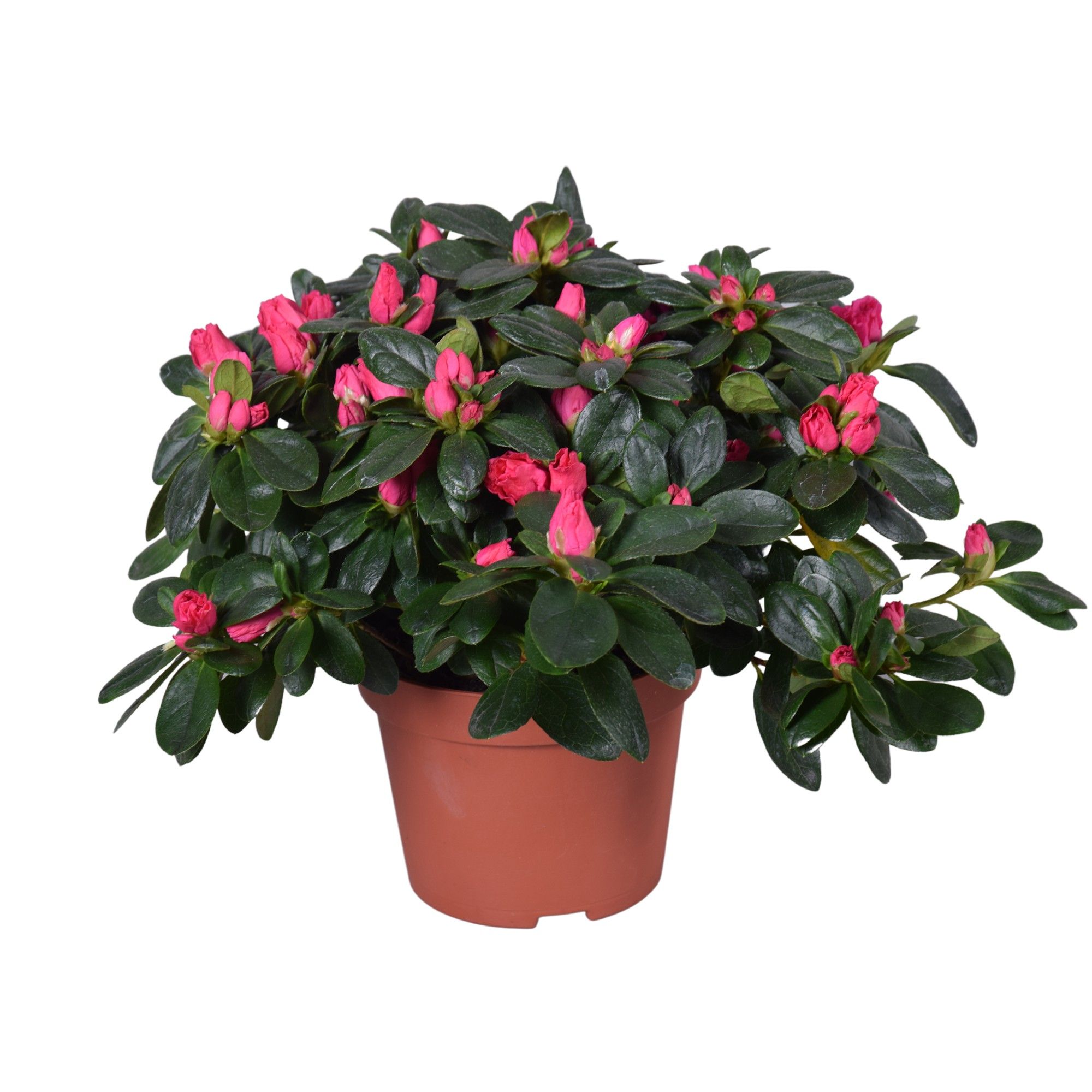 Azalea Vogel 'Nordlicht' rood 13cm, D 13
