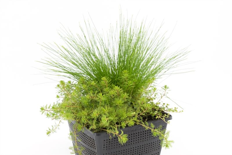 Zuurstofplanten mix mand voor 1m3, D 18