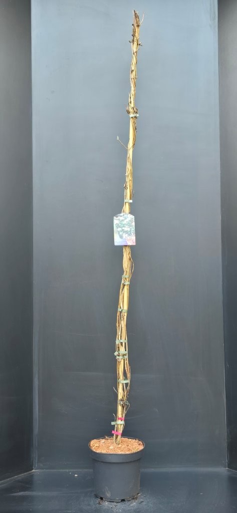 Lonicera periclymenum Belgica, D 26