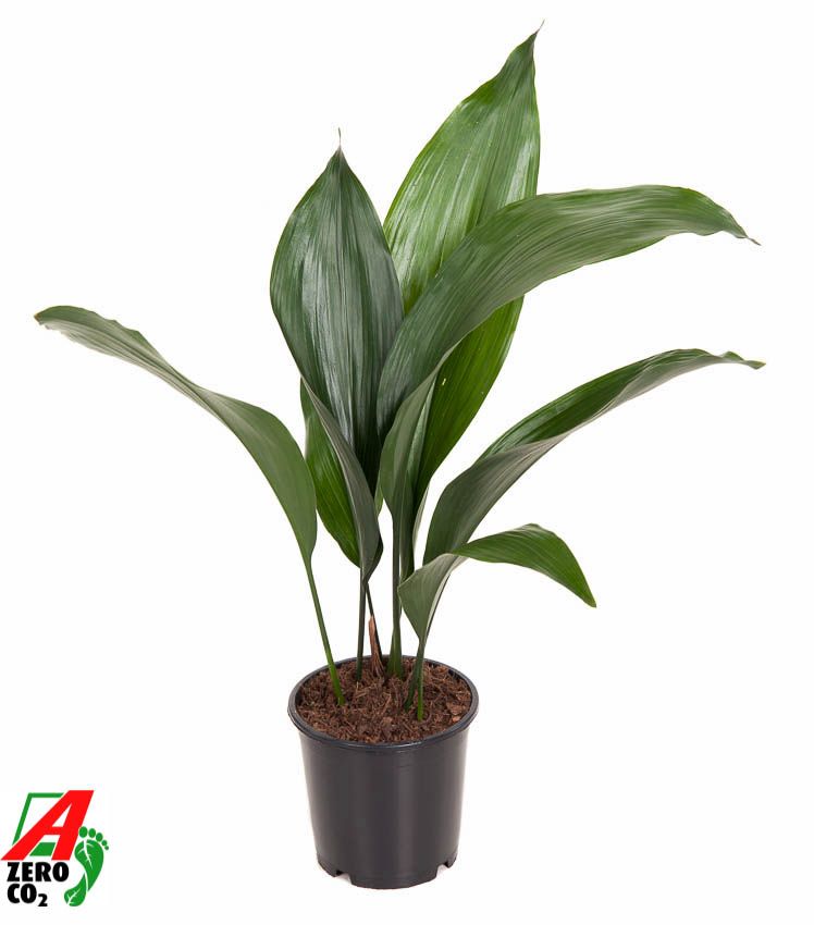 Aspidistra Elatior P13, D 13