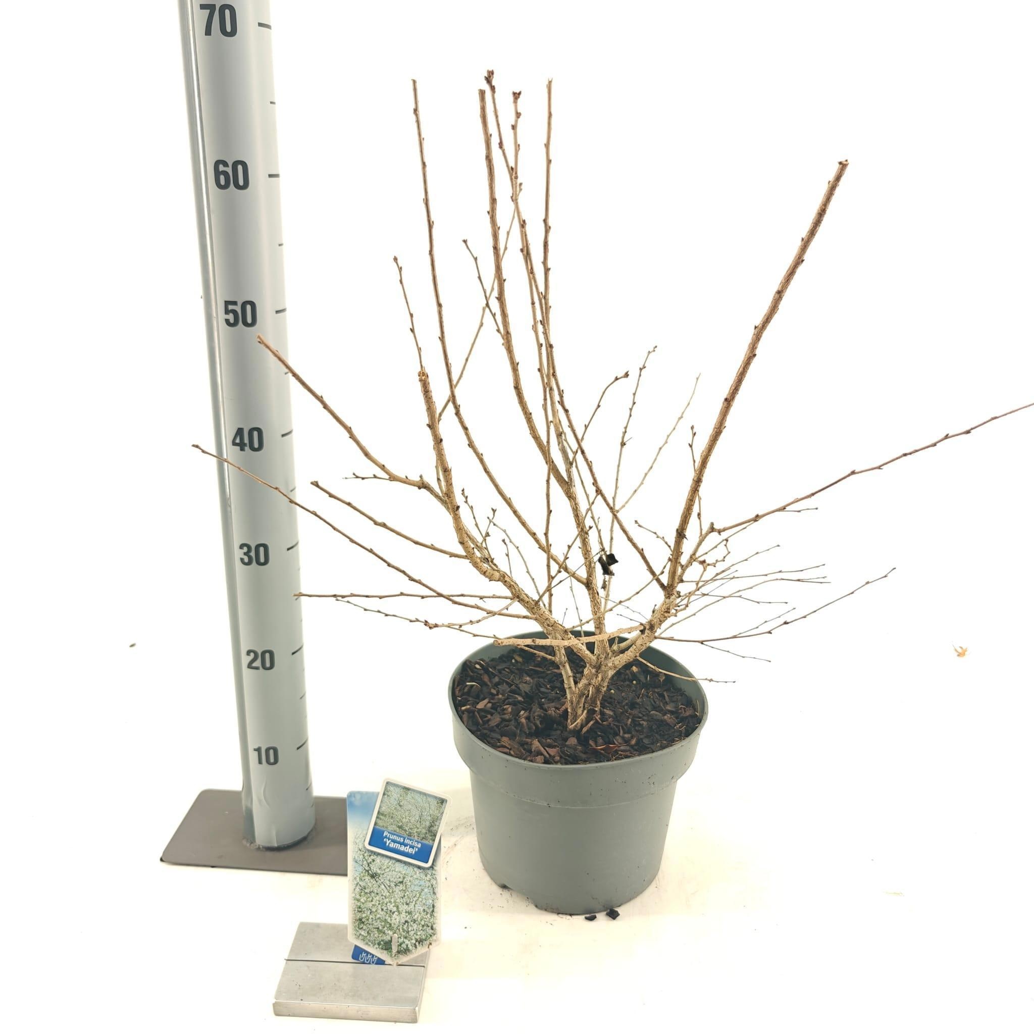 Prunus incisa 'Yamadei', D 23