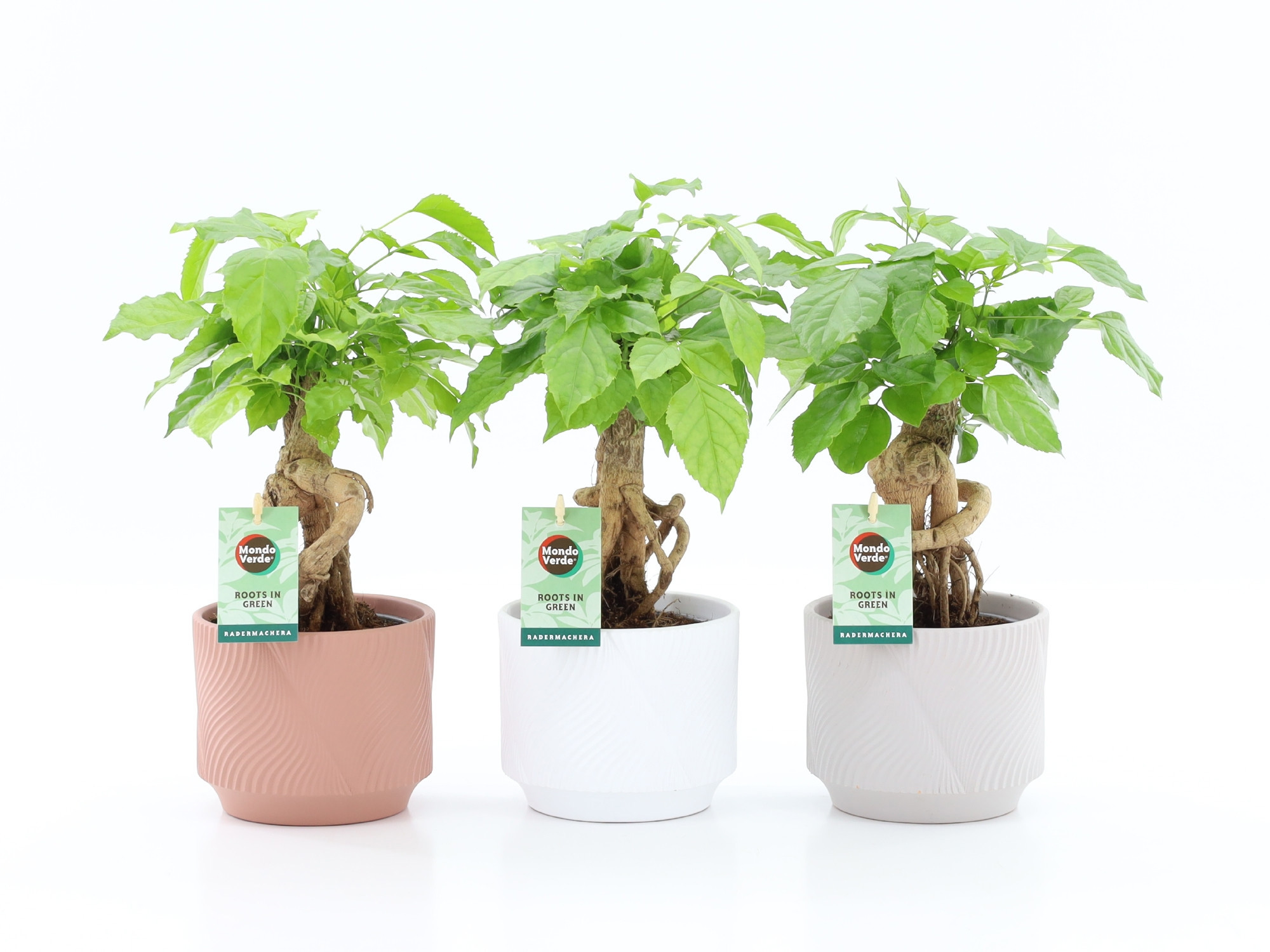 Radermachera Bonsai in Rodena keramiek, D 13