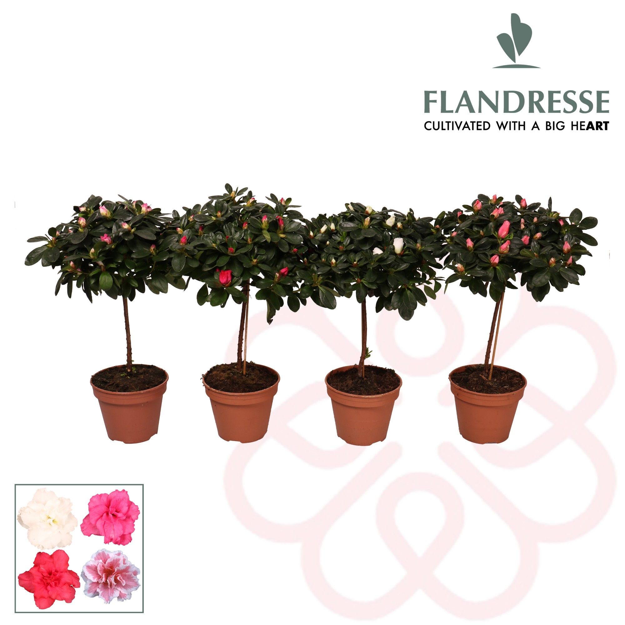 Azalea Flandresse® stam 'gemengd' 20 - 22 cm, D 13