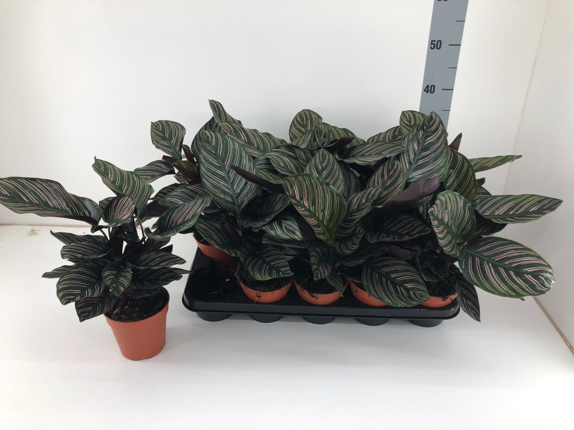 Calathea Ornata Sanderiana P12, D 12