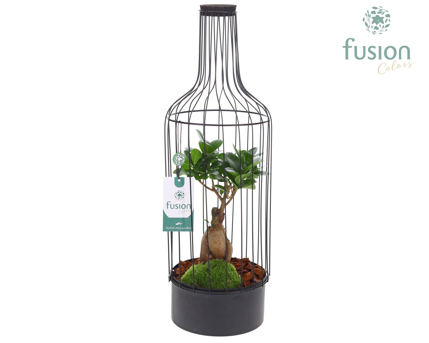 Metaal fles zwart Large met Ficus Ginseng, D 17