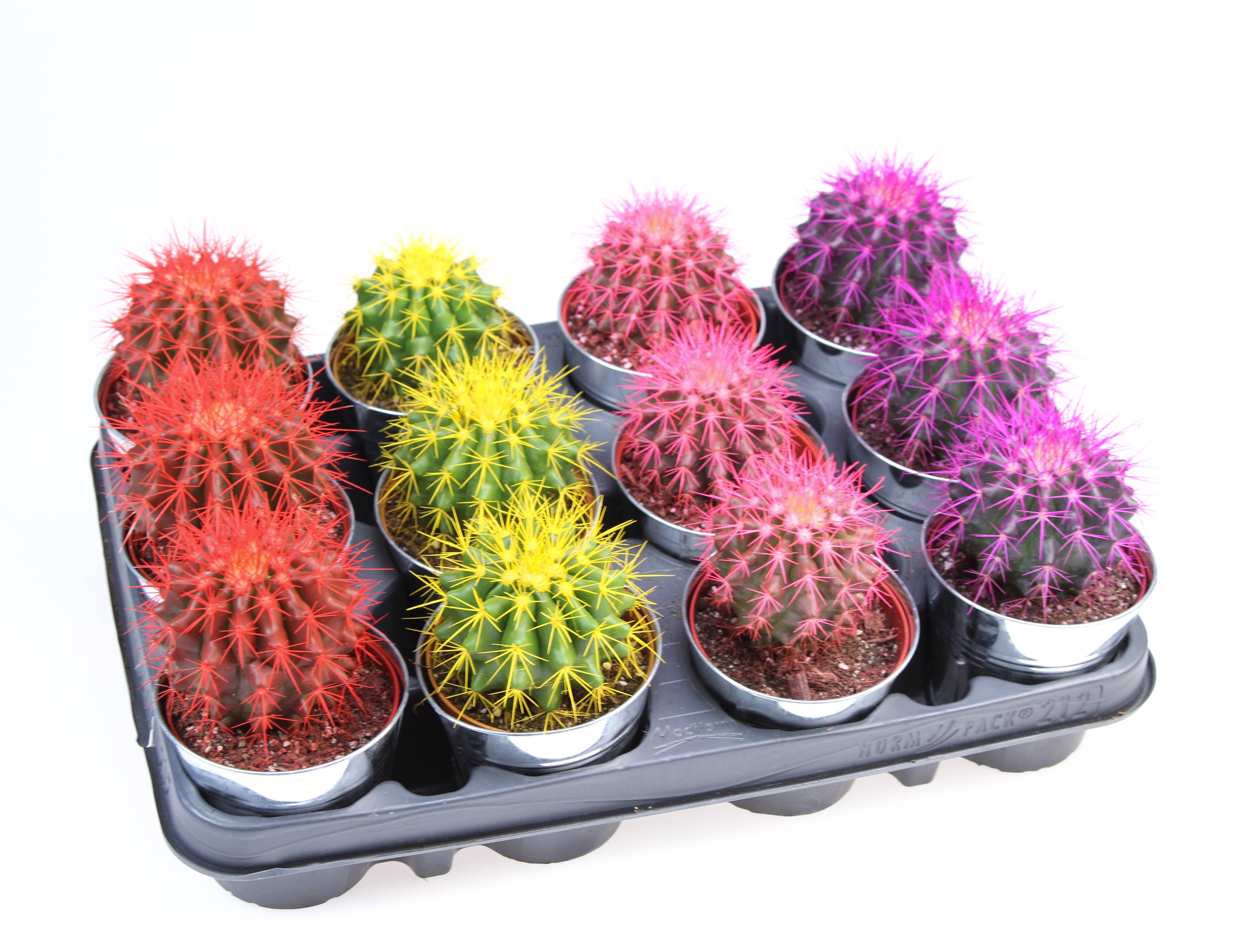 Grusonii rainbow zinkpot, D 10