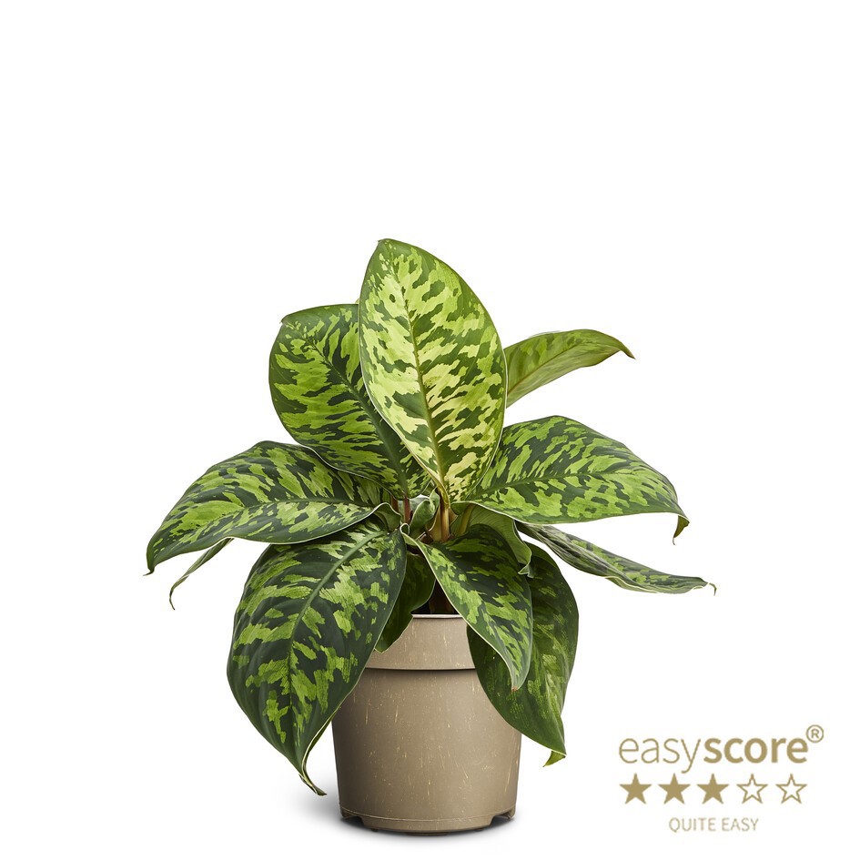 HOMALOMENA WALLISII 'Camouflage', D 11