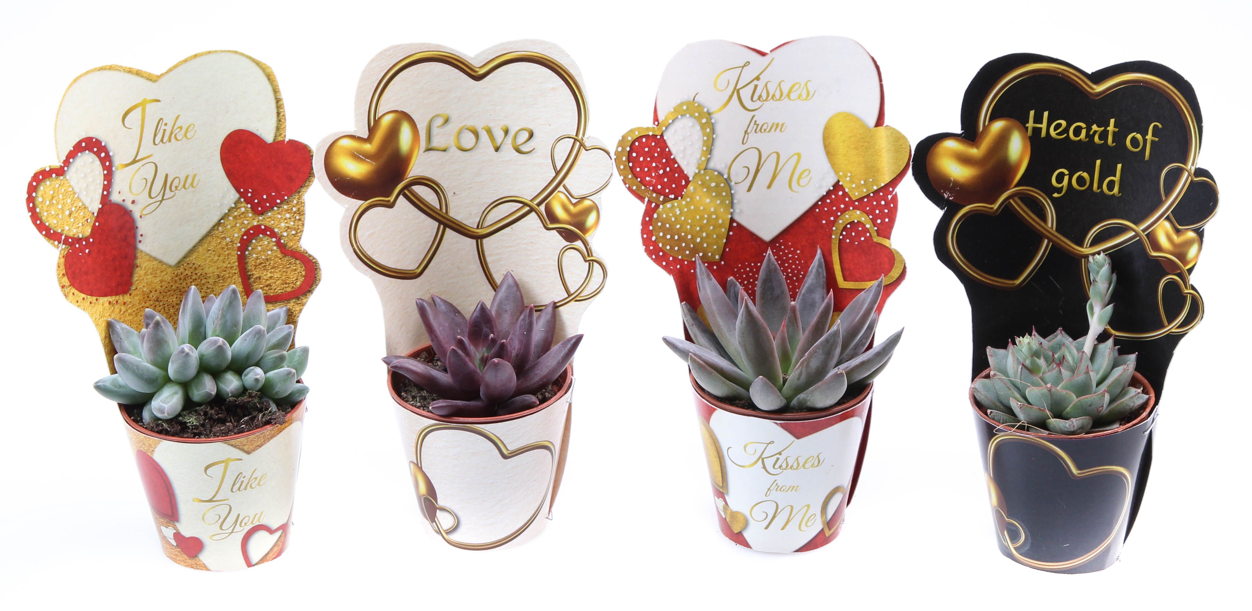 Potcover love mix echeveria mix, D 5,5