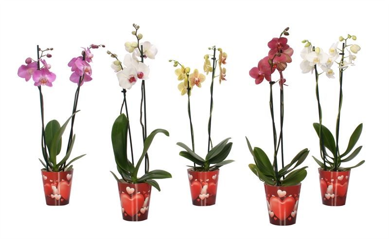 Potcover p12 heart Phal mix 2T14+, D 12