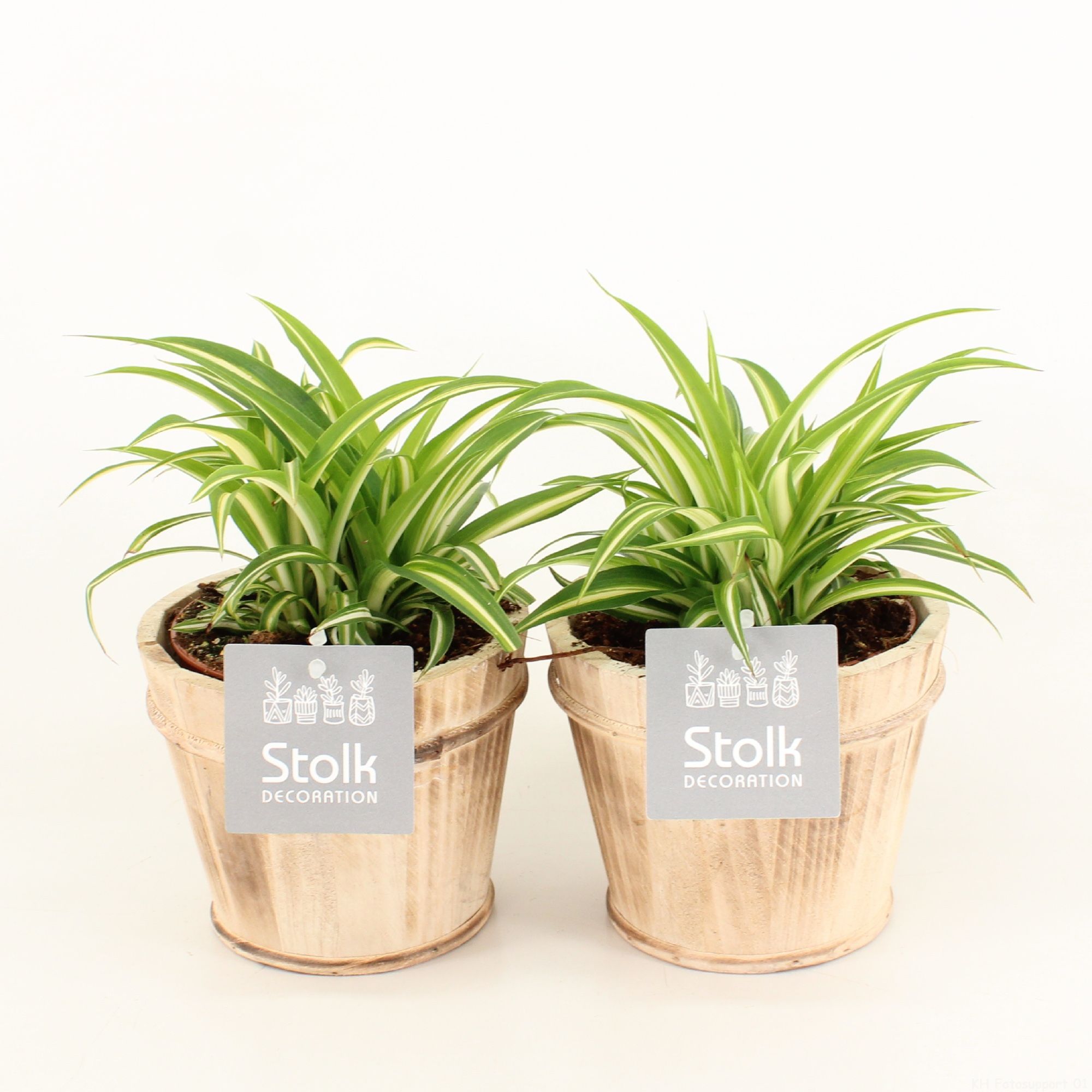 Chlorophytum comosum Variegatum in Wood bruin, D 13