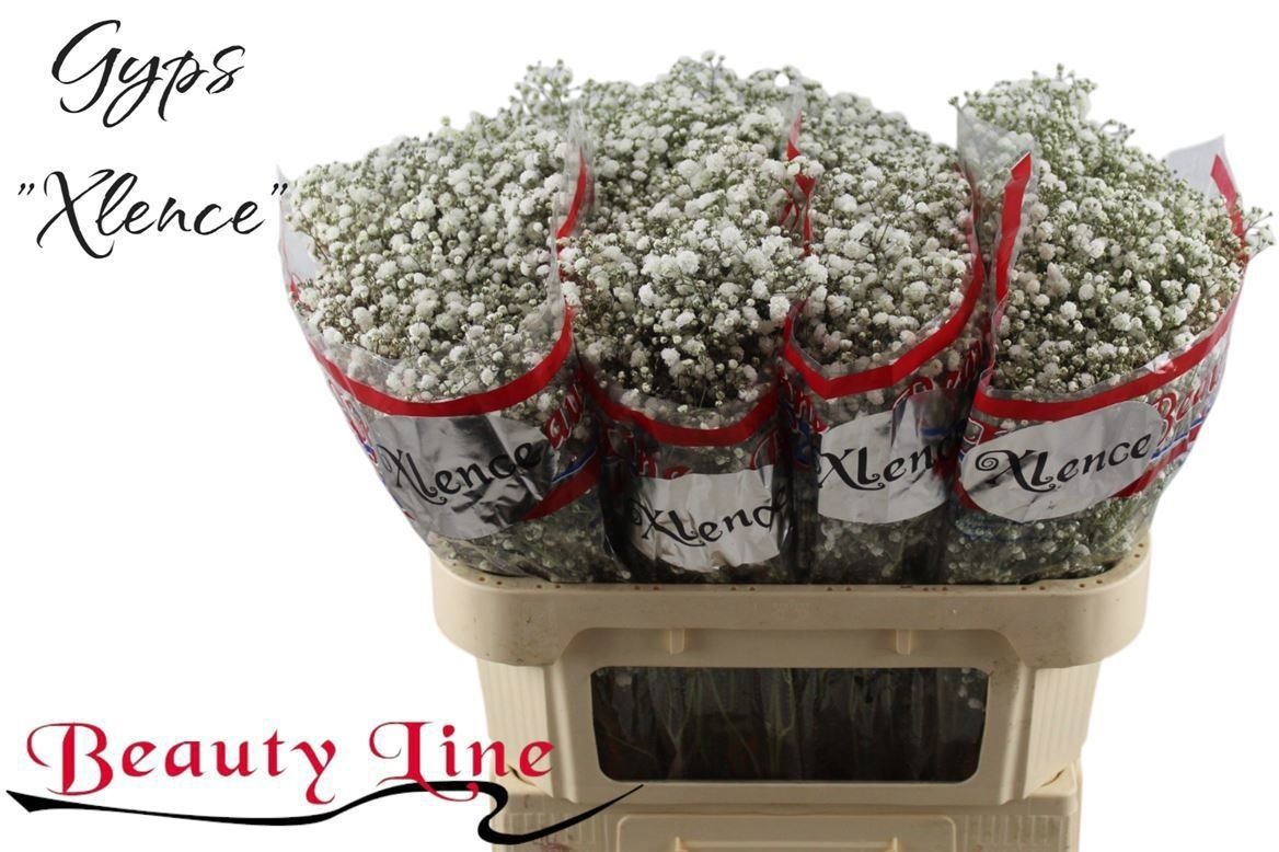 Гипсофила Экселенс 70 (бел.), шт.