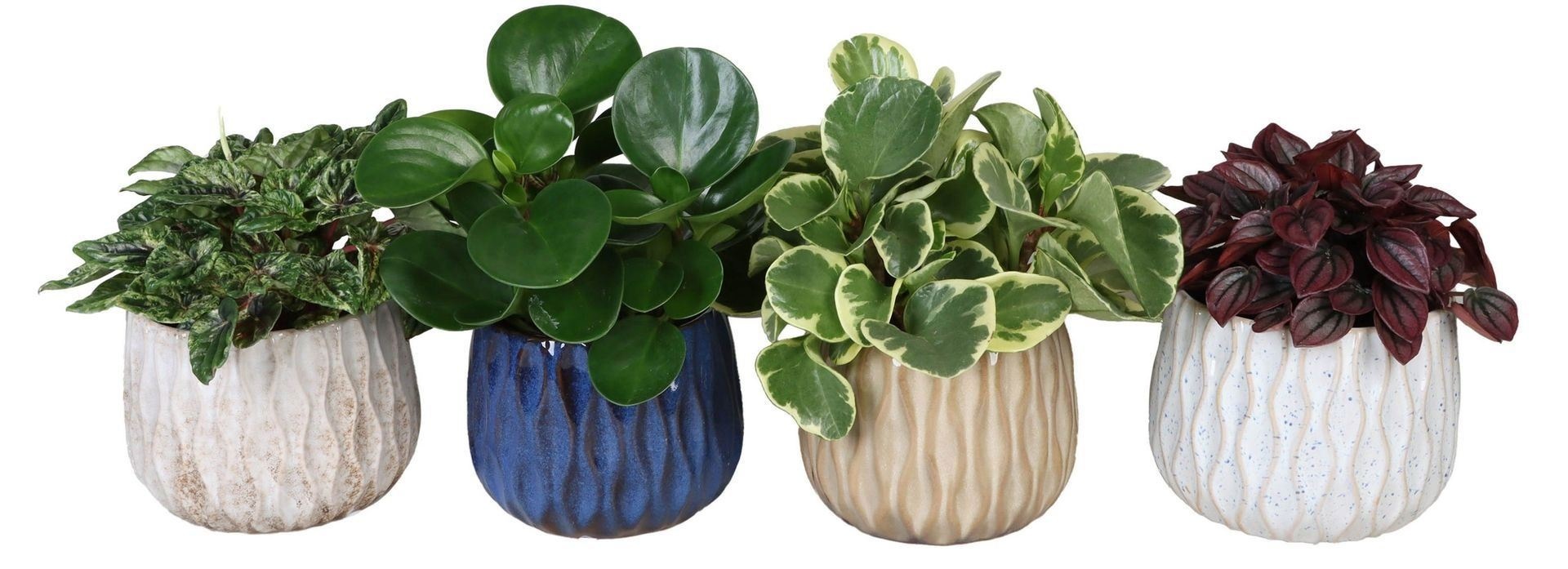 L 67301 with Peperomia Mix 12 cm, D 12