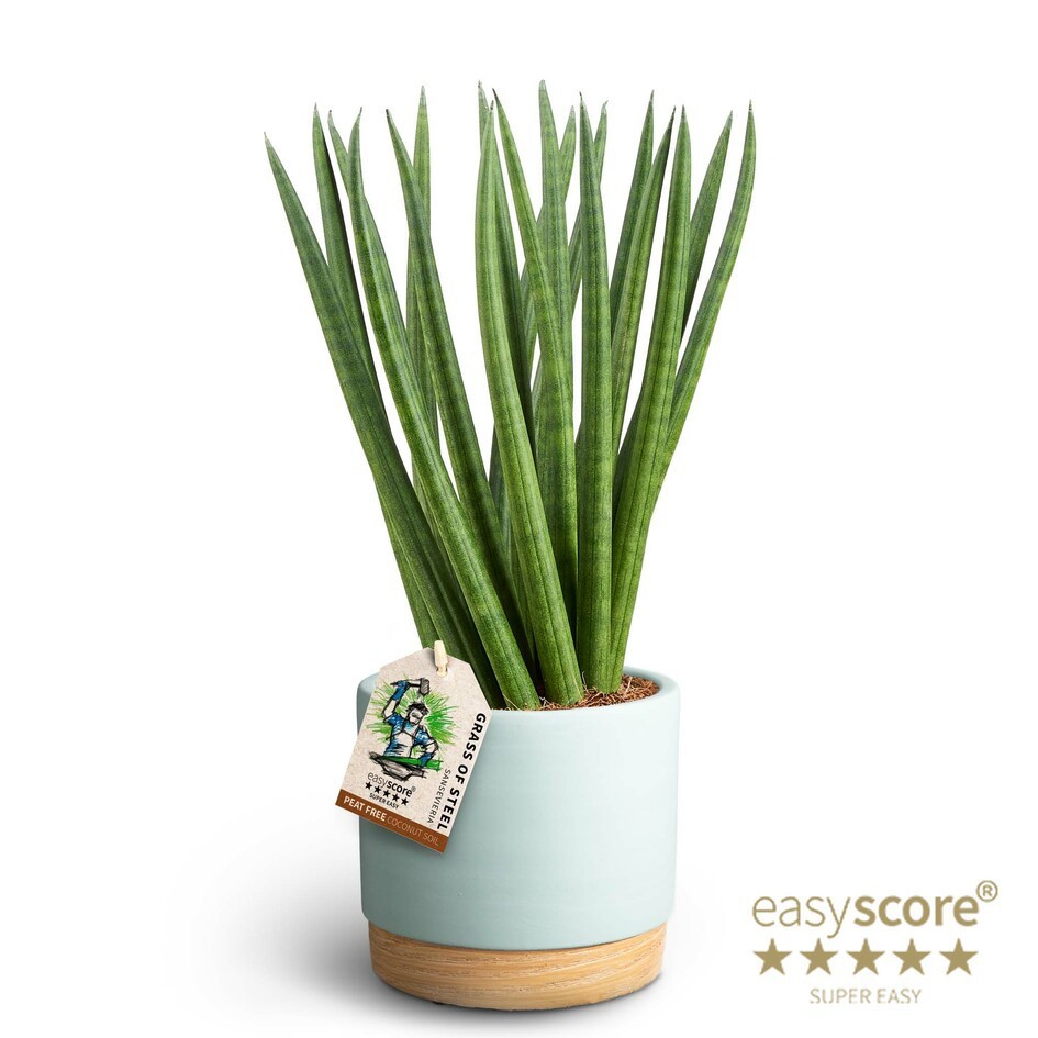 Woodbase Sky Blue, Sansevieria ´Spaghetti´, D 12