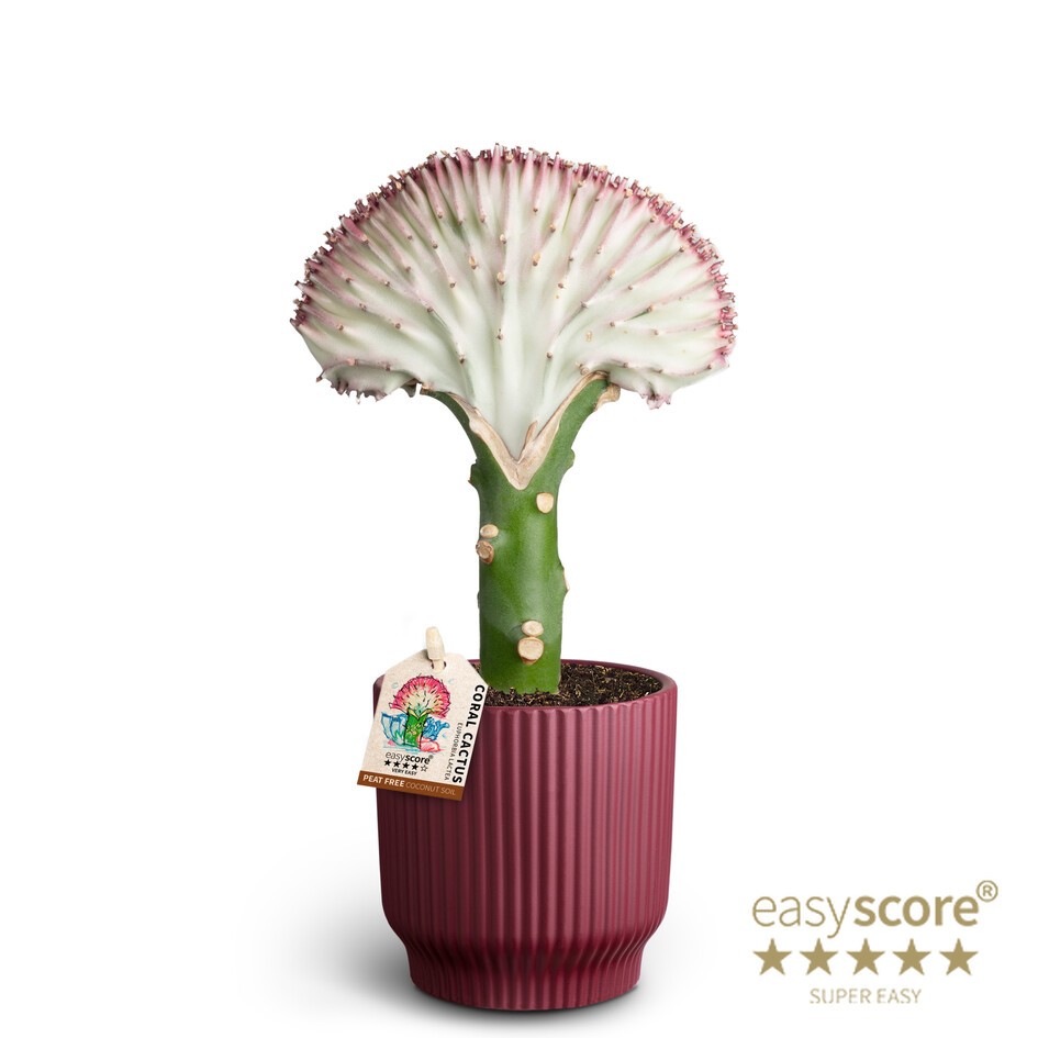 Nordic Aubergine, Euphorbia Lactea, D 10