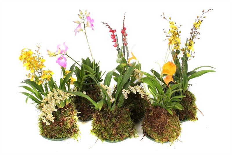 Orchideeen mix Forest, D 14