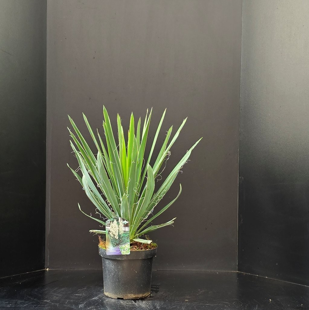 Yucca filamentosa, D 26