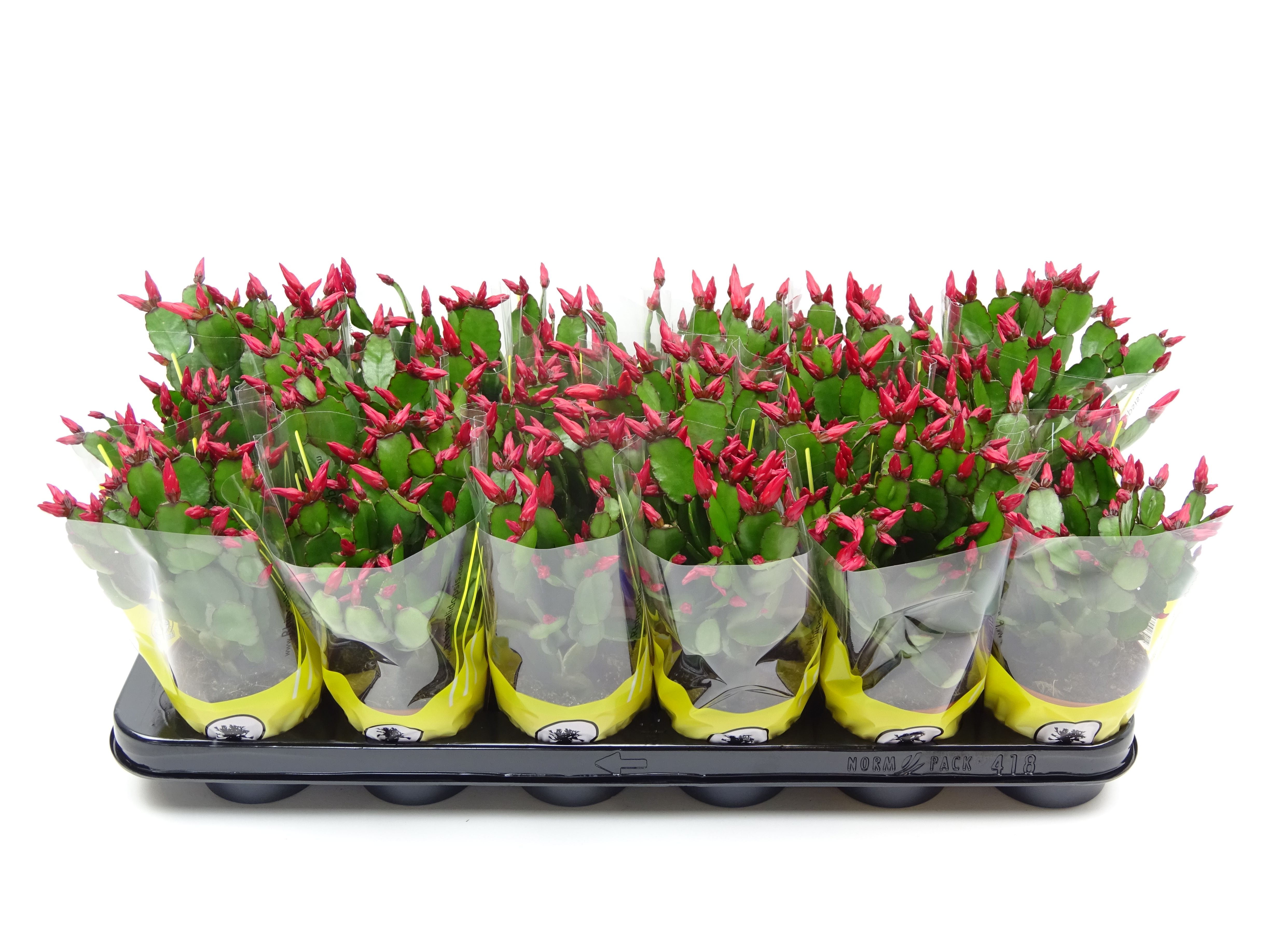 Rhipsalidopsis rood 9 cm, D 9