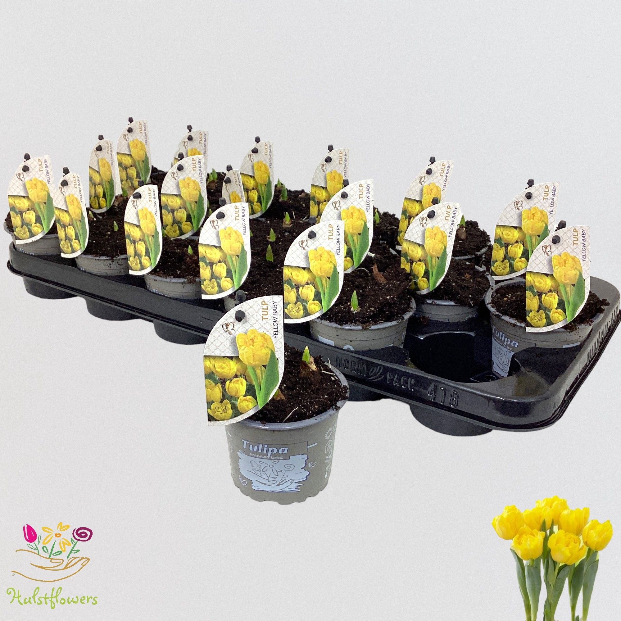 Tulipa 'Yellow Baby' p9, D 9