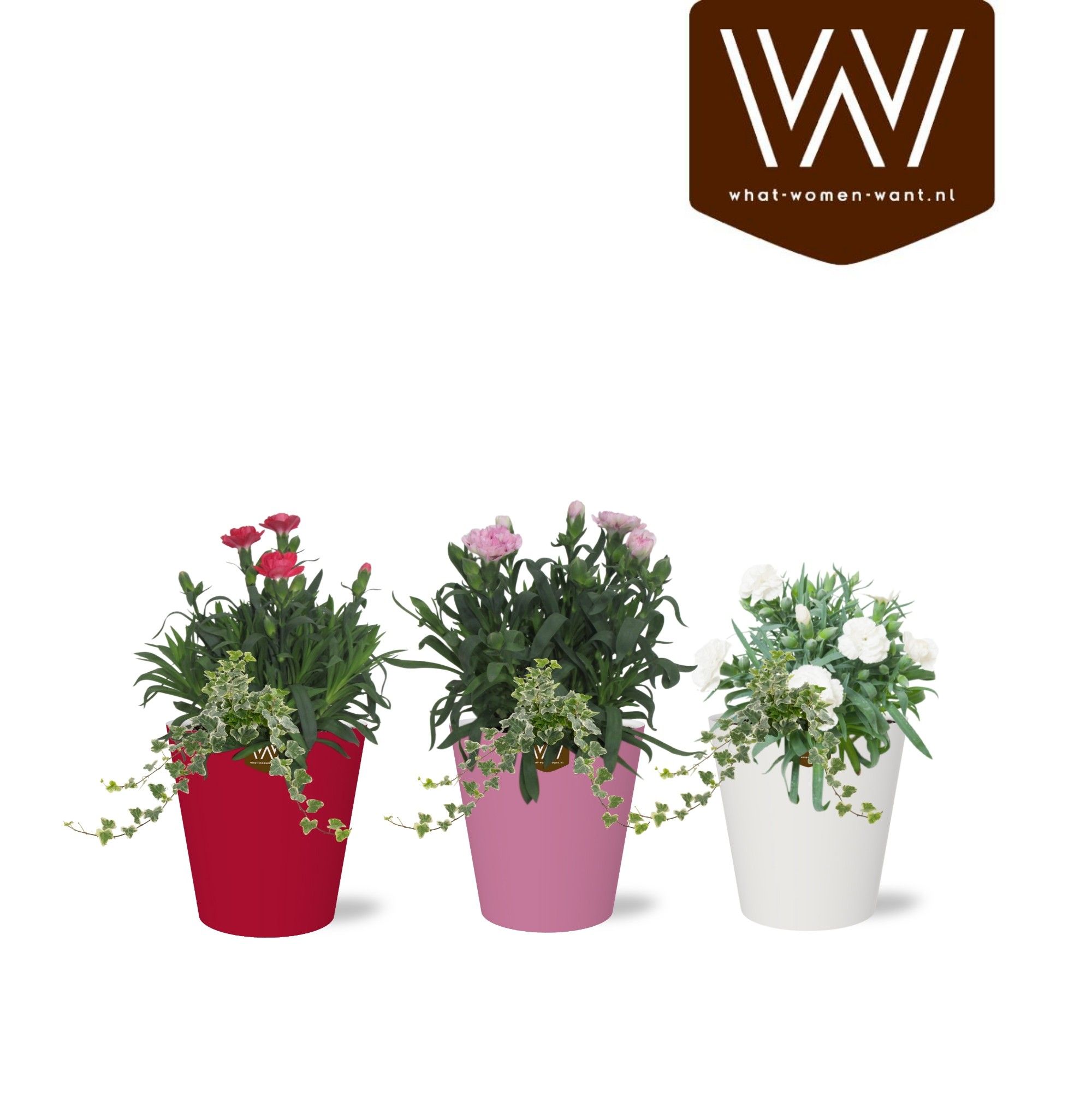 Arrangement in Smartcup Color | Dianthus, hedera, D 13