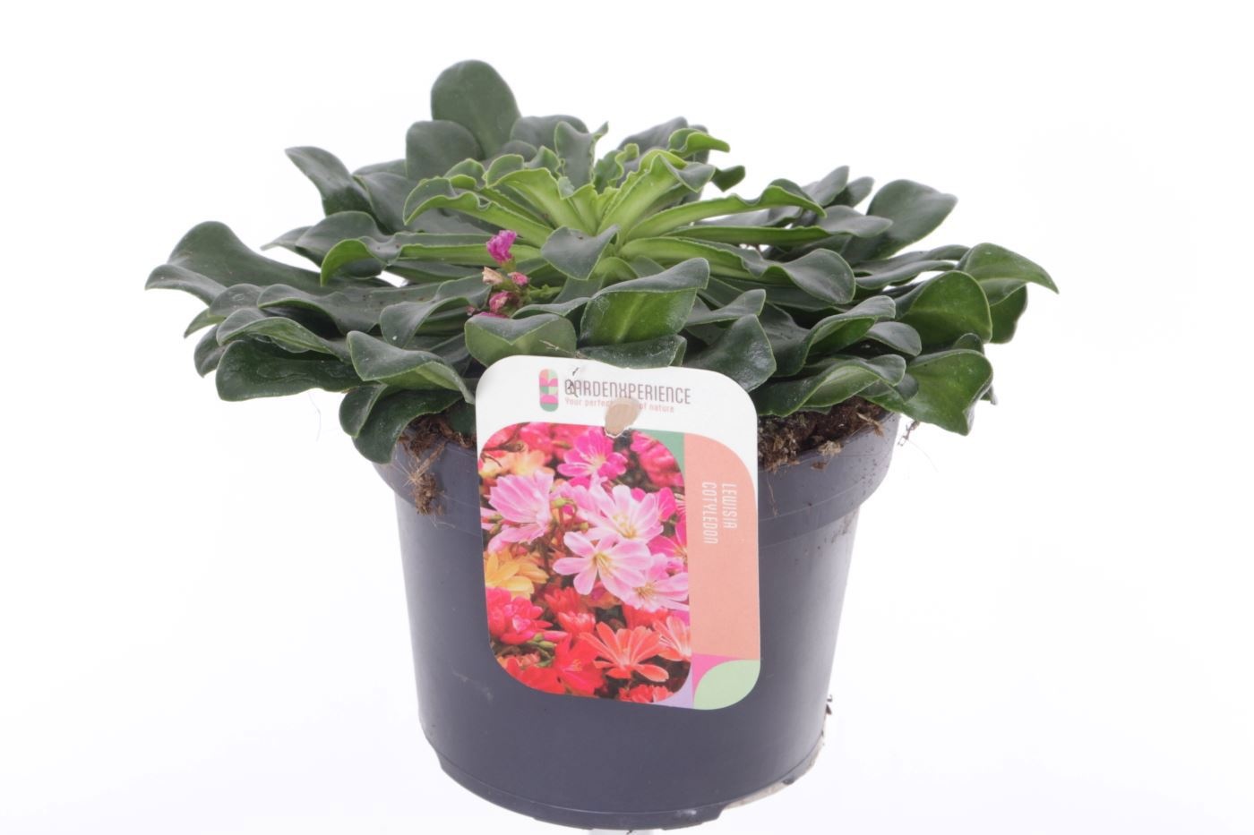 Lewisia cotyledon, D 13