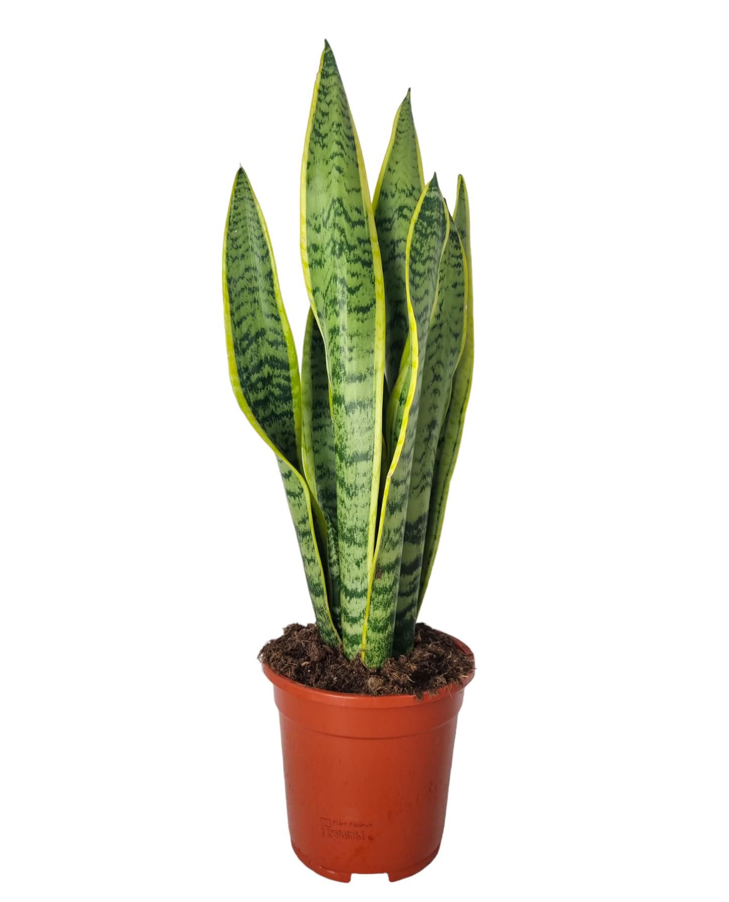 Sansevieria Laurentii 17 cm, D 17