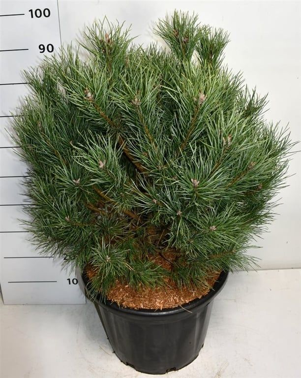 Pinus sylvestris 'Watereri', D 40