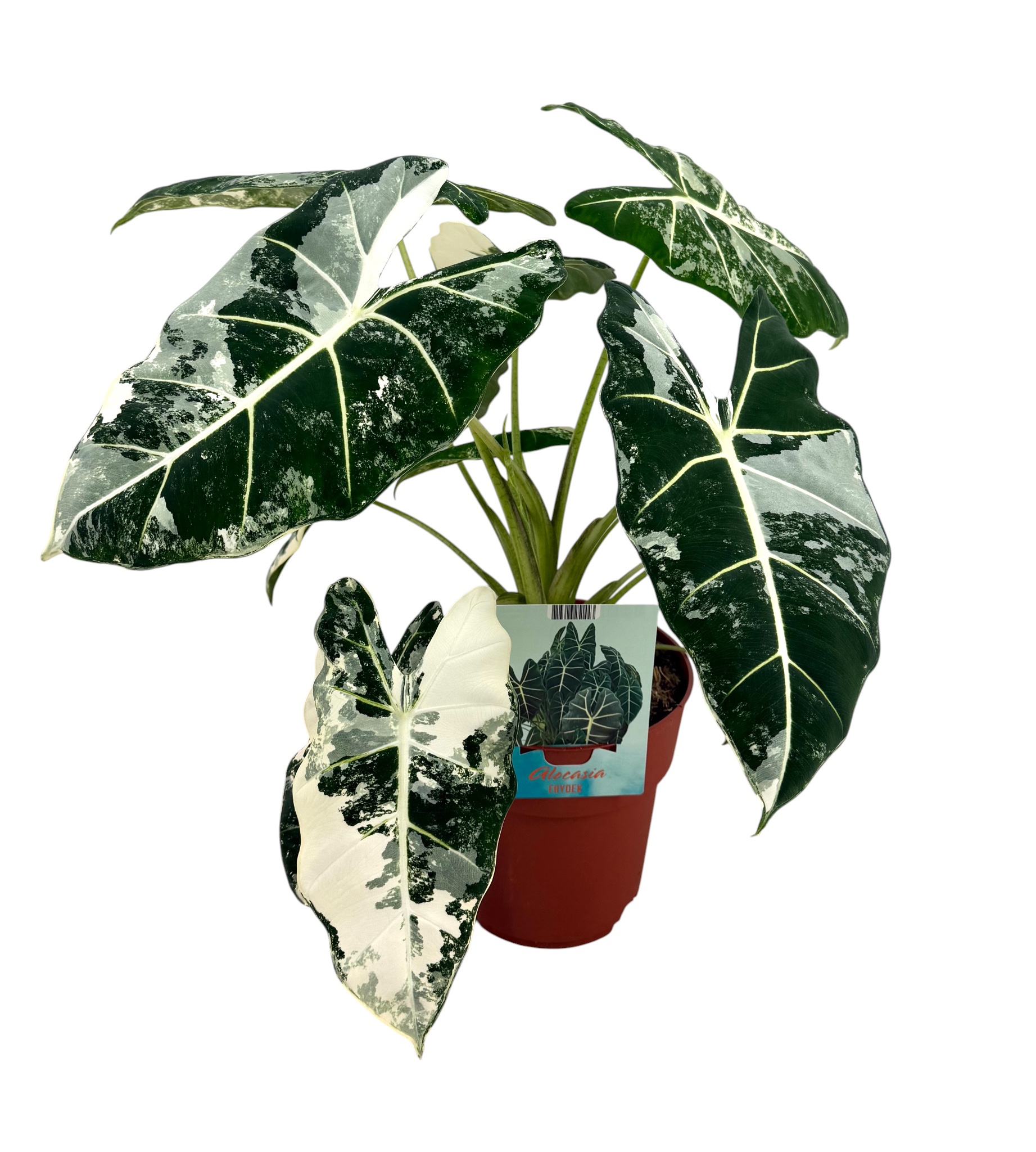 Alocasia Frydek Variegata, D 19
