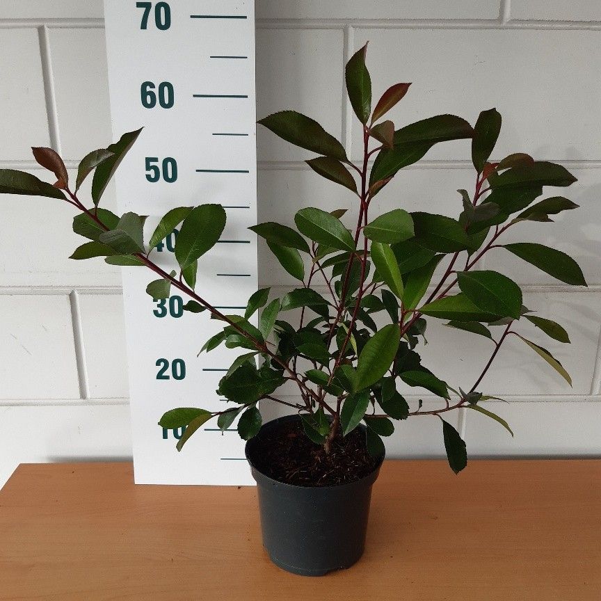Photinia fraseri Red Robin, D 19