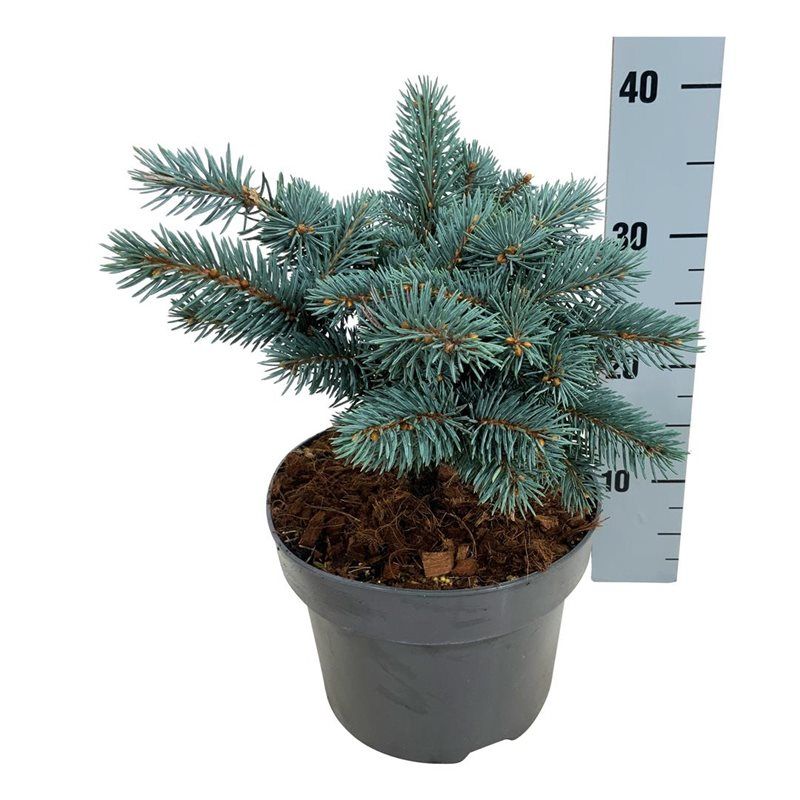 Picea pung. 'Karpaten' -R-, D 21