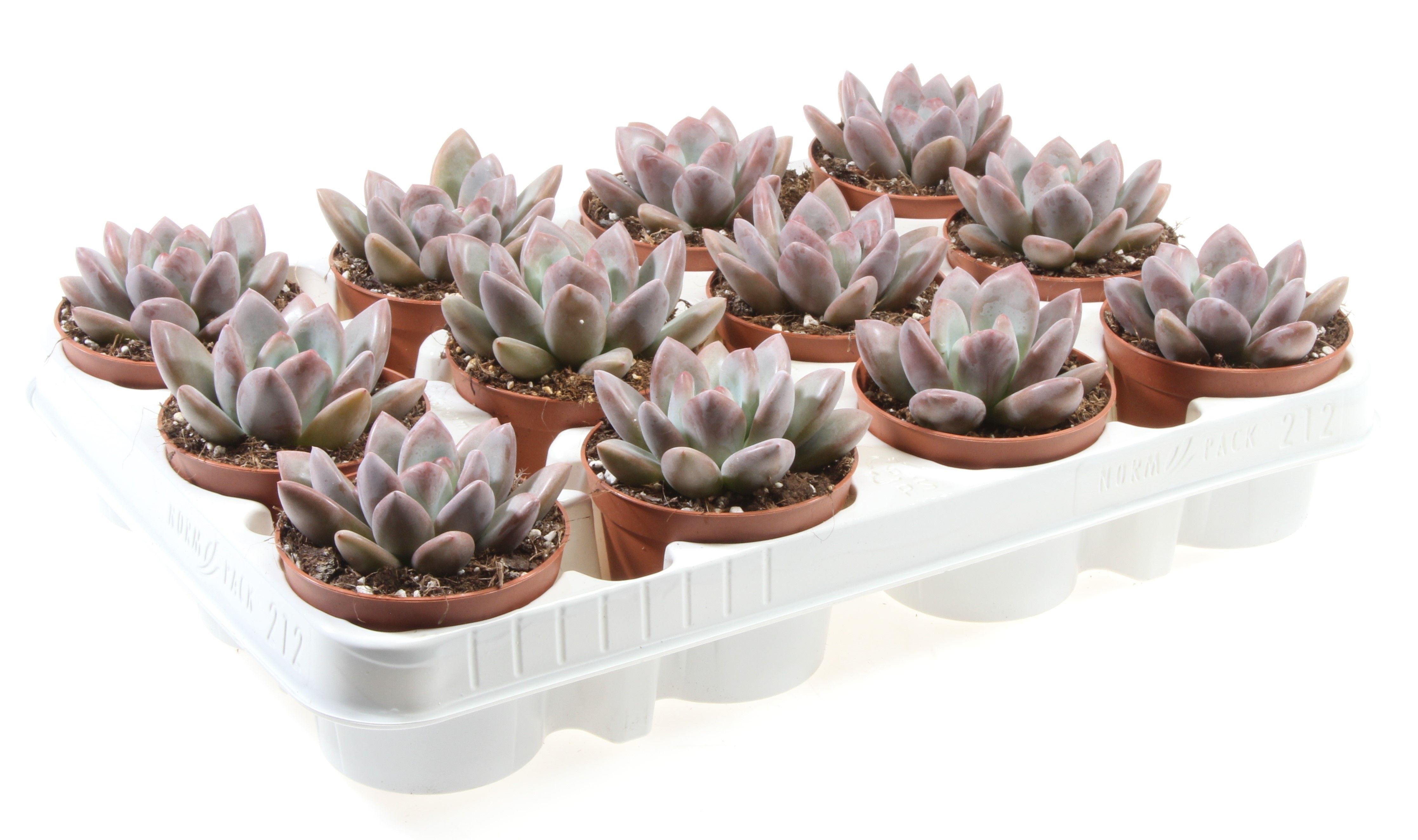 Echeveria yvonii, D 8,5