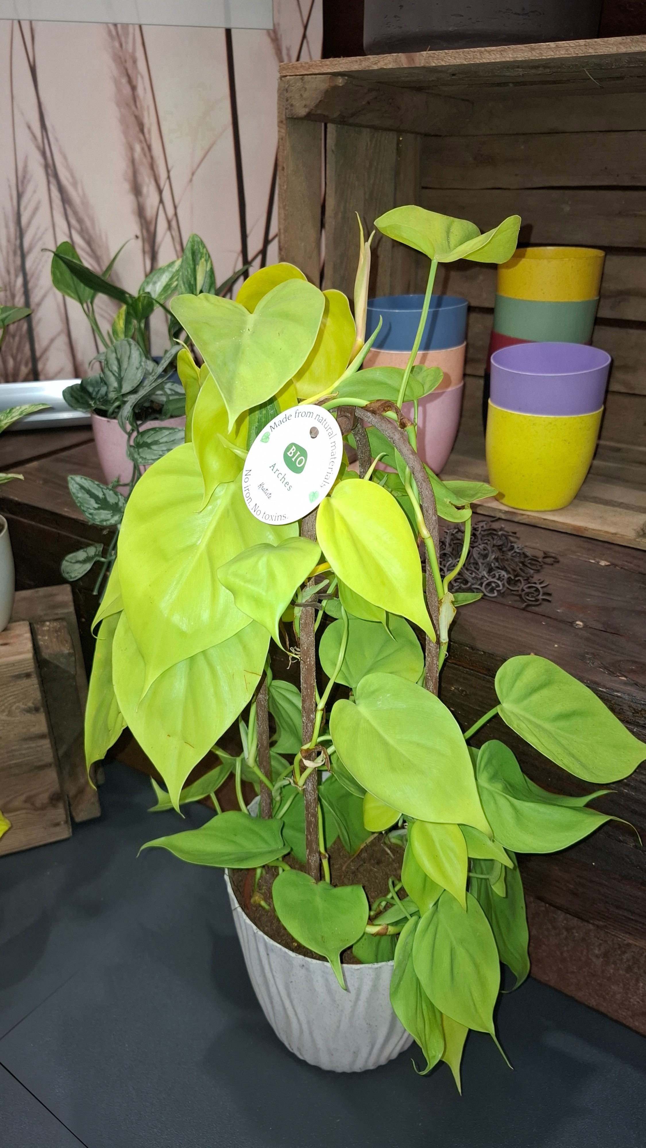 Philodendronbrasil, D 14