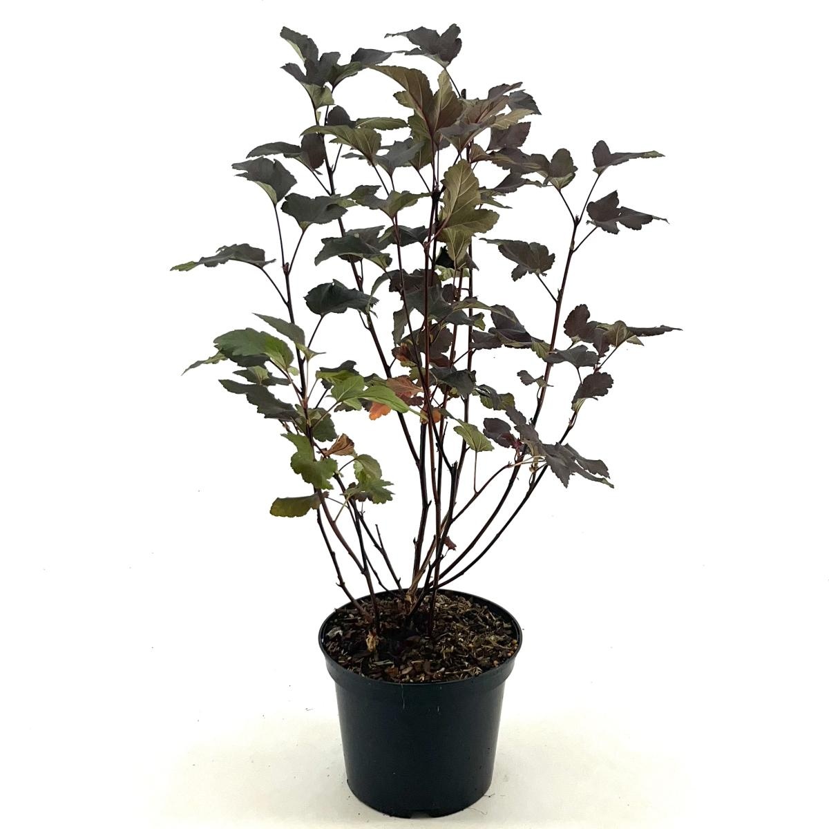Physocarpus opulif. 'Diabolo', D 19