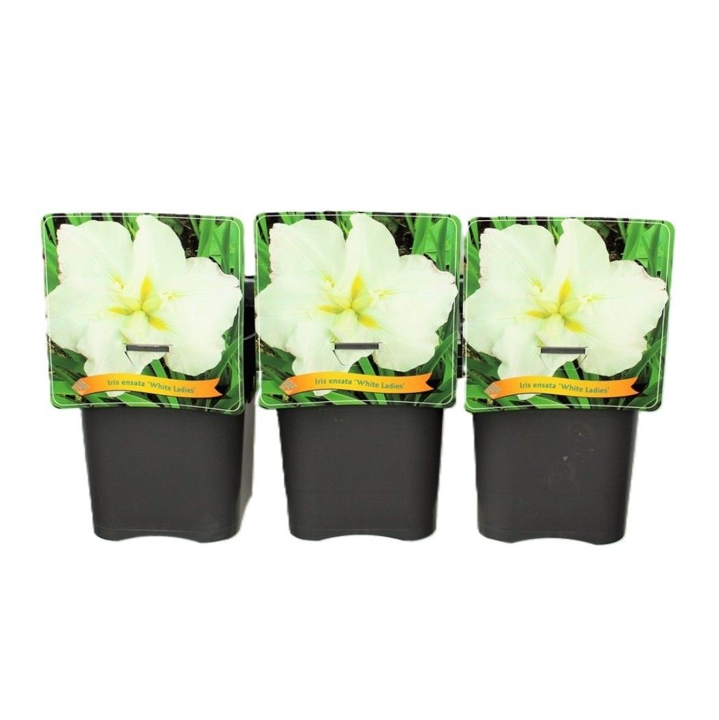 Iris ensata ‘White Ladies’ C5, D 21