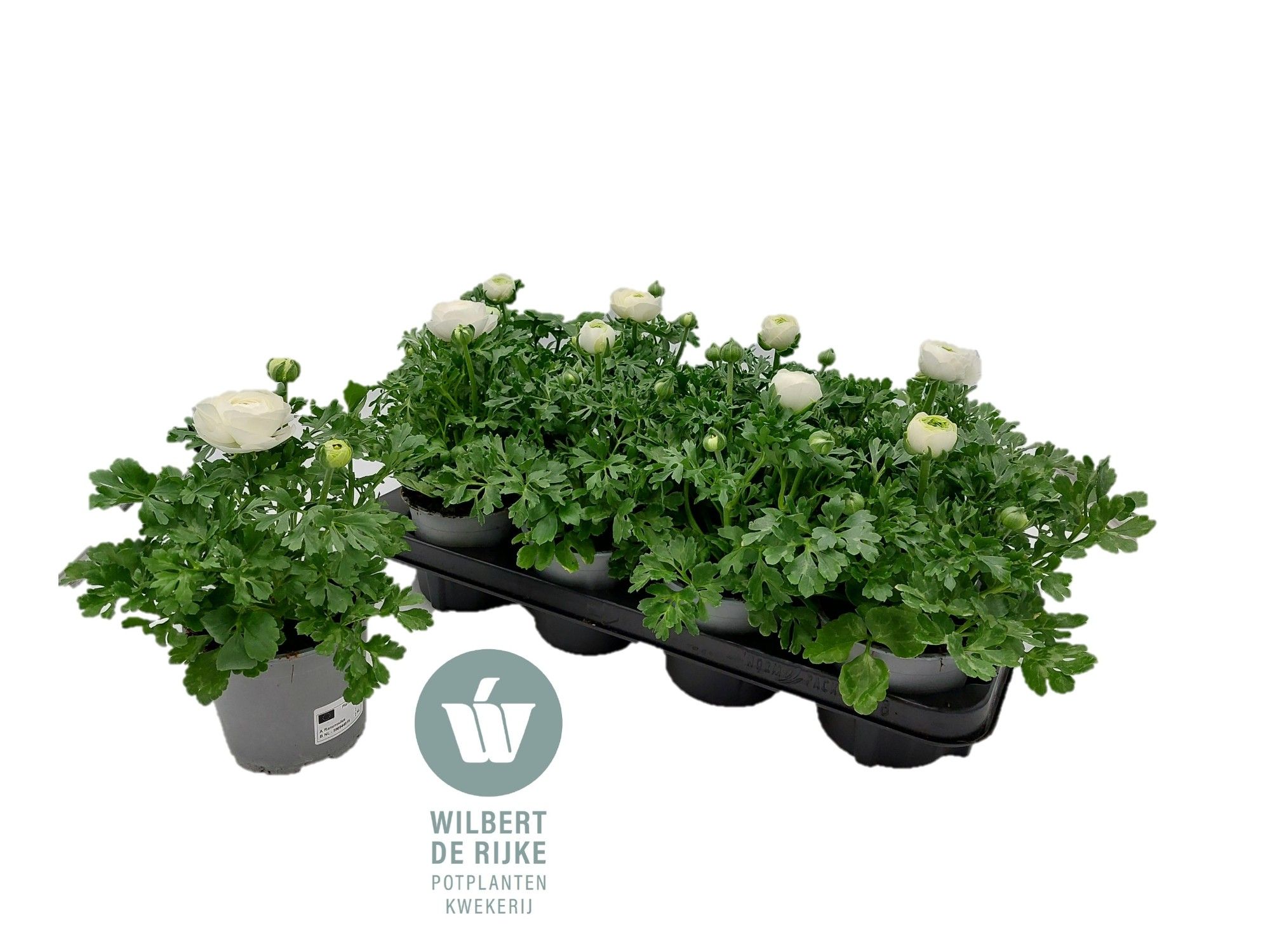 Ranunculus Wit (Ranonkel), D 12