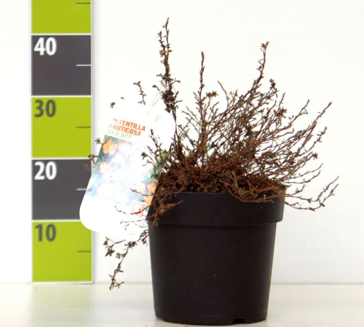 Potentilla 'Red Ace' C 4,6, D 23