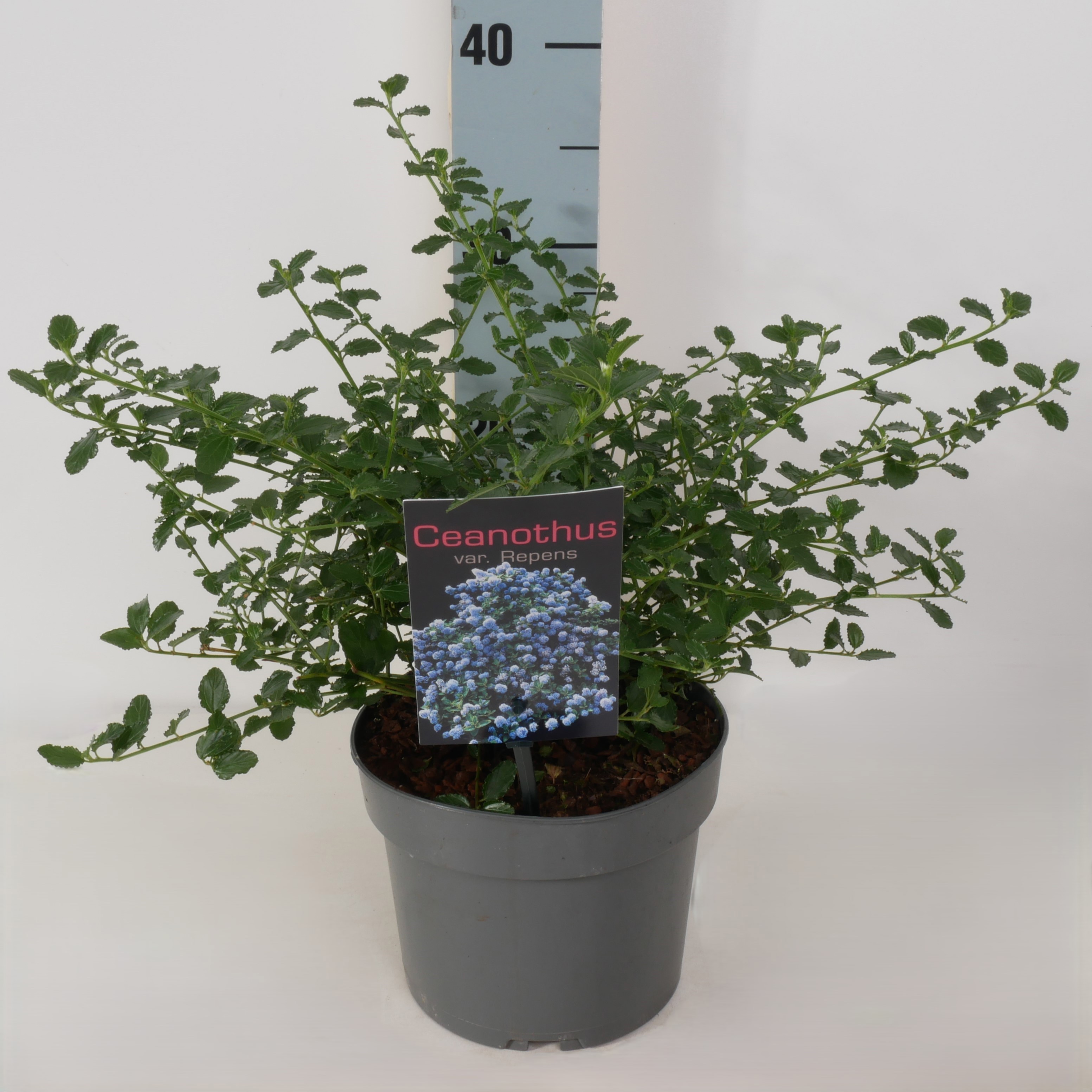 Ceanothus thyrsiflorus Repens P17, D 17
