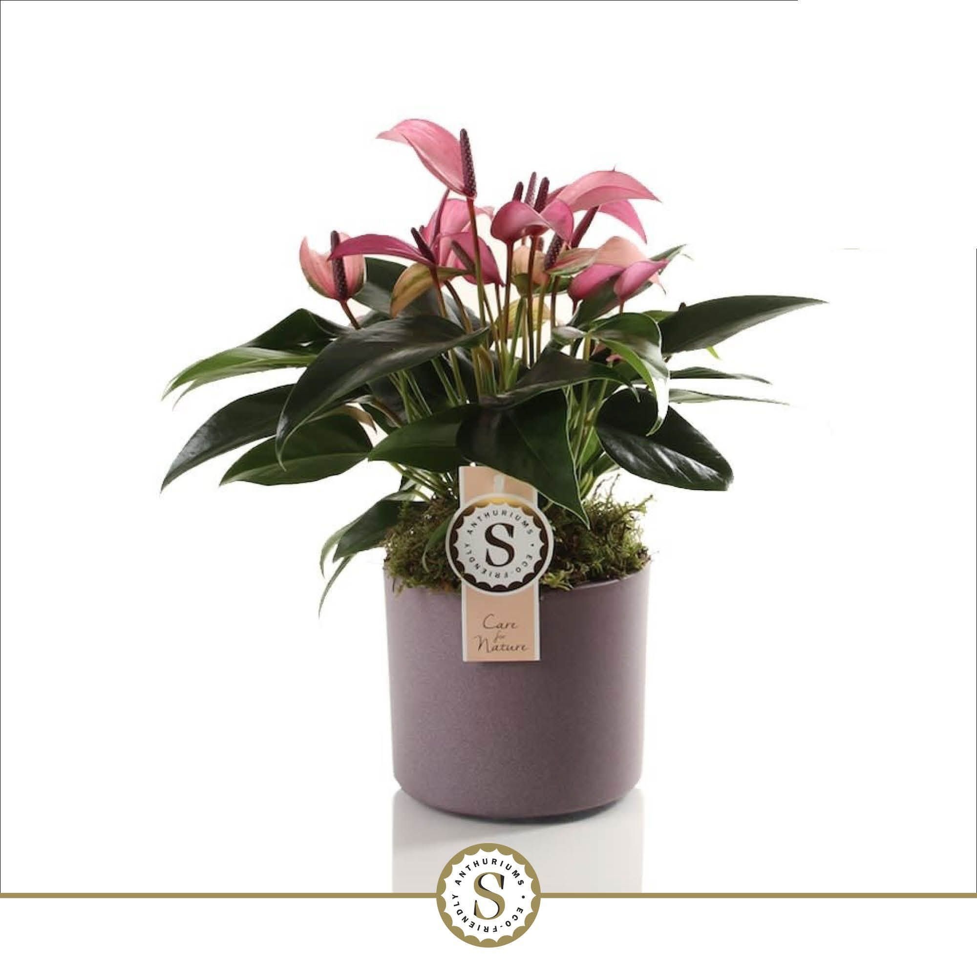 Bari keramiek Purple - Zizou 12cm, D 12