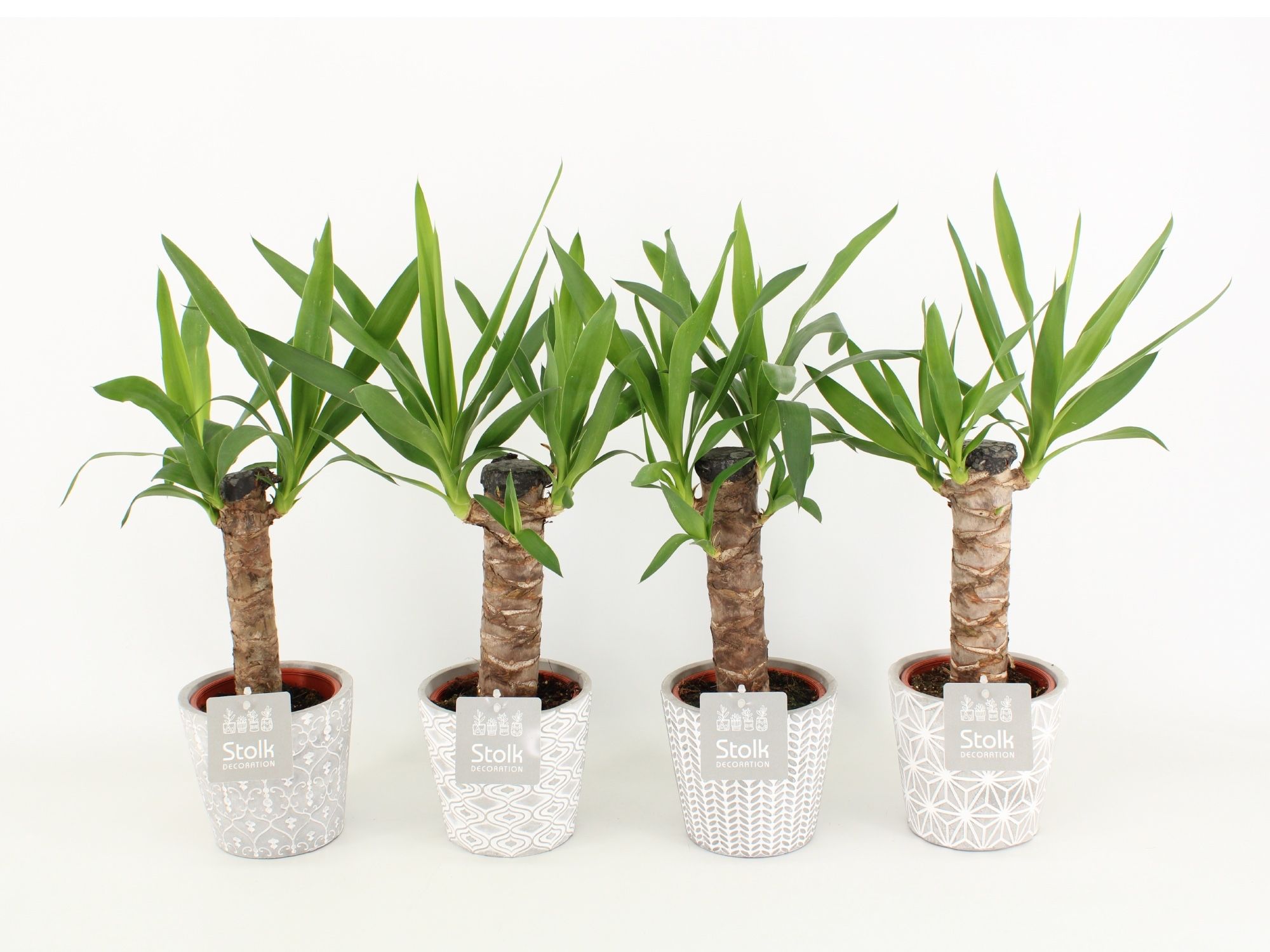 Yucca in Star Pot, D 13