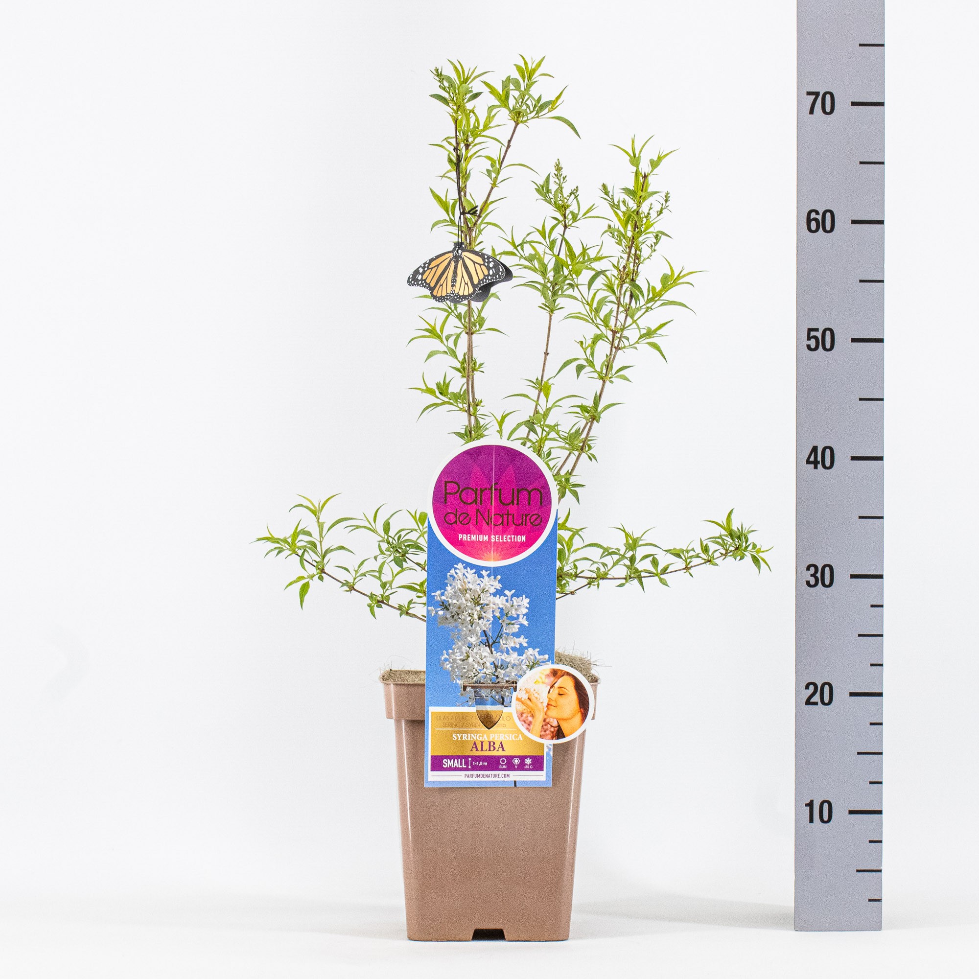 Syringa persica 'Alba', 'Premium Selection', C5, D 23