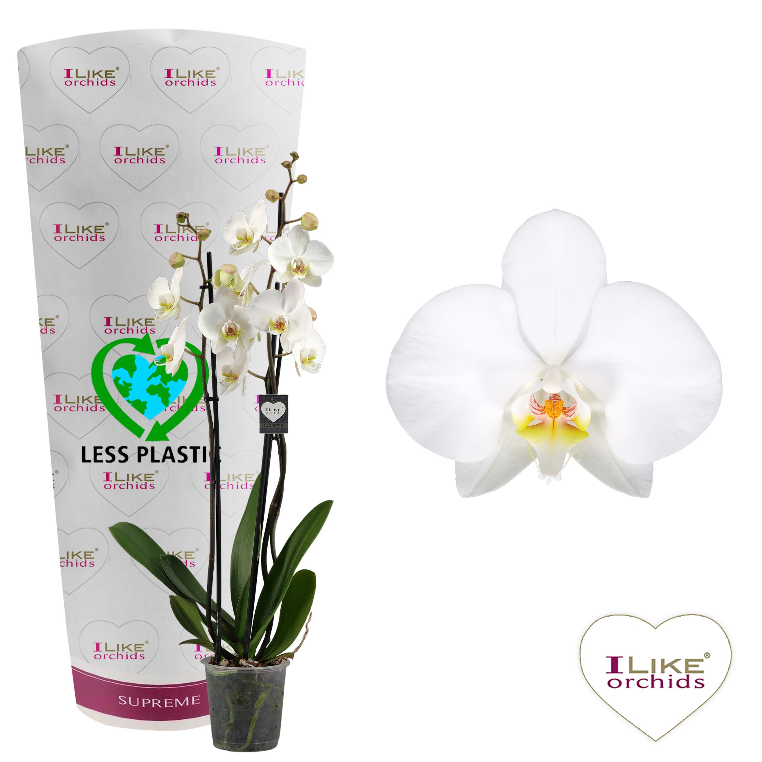 Phalaenopsis Leeds - 3 tak 70cm (Less plastic), D 12