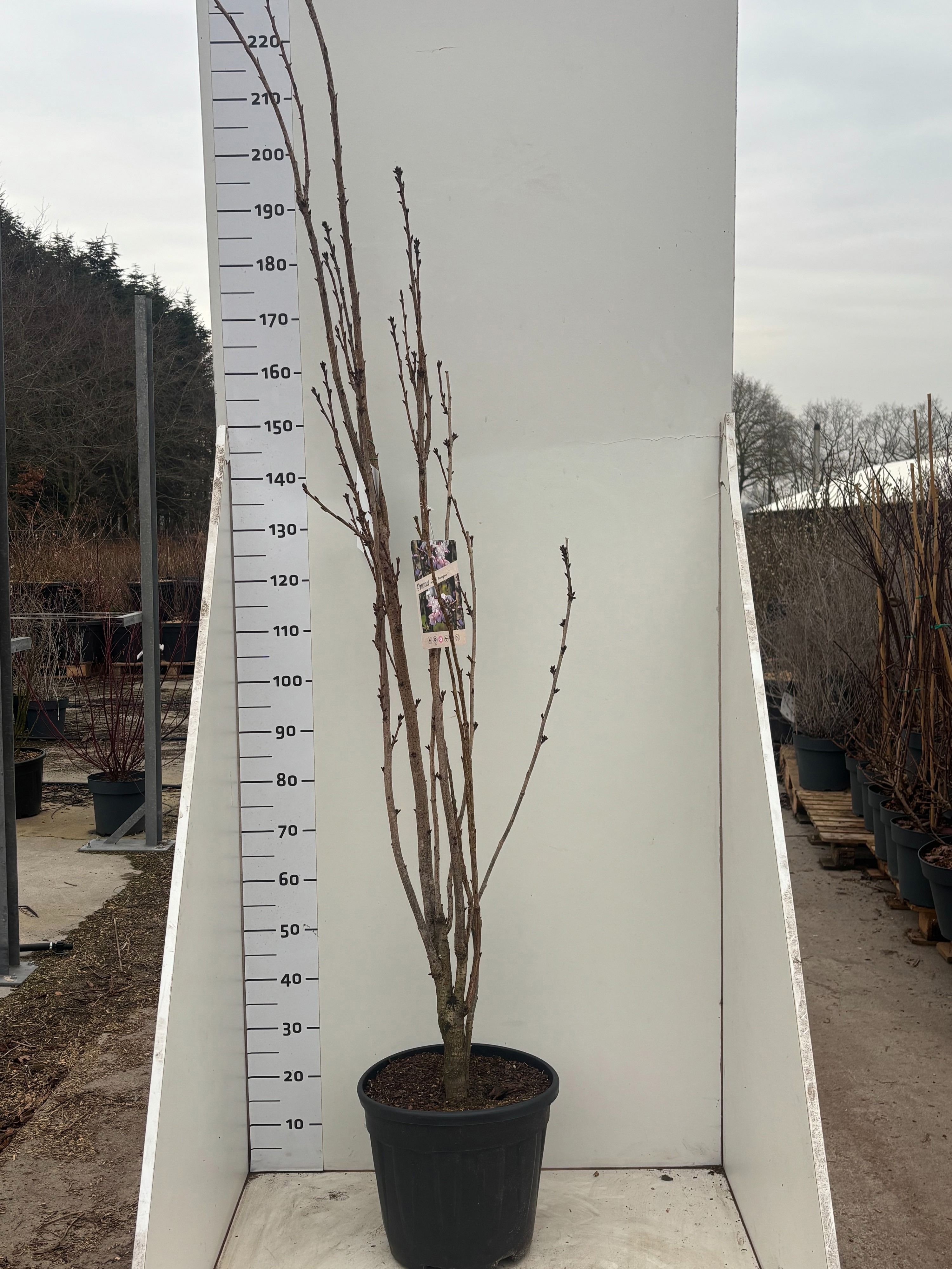 PrunusserAmanogawa, D 34