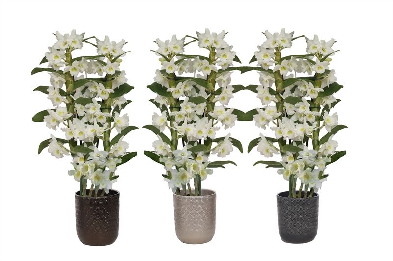 Vera p12 symmetric mix Dendr Nobile Apollon 2T16+tros, D 12 cm