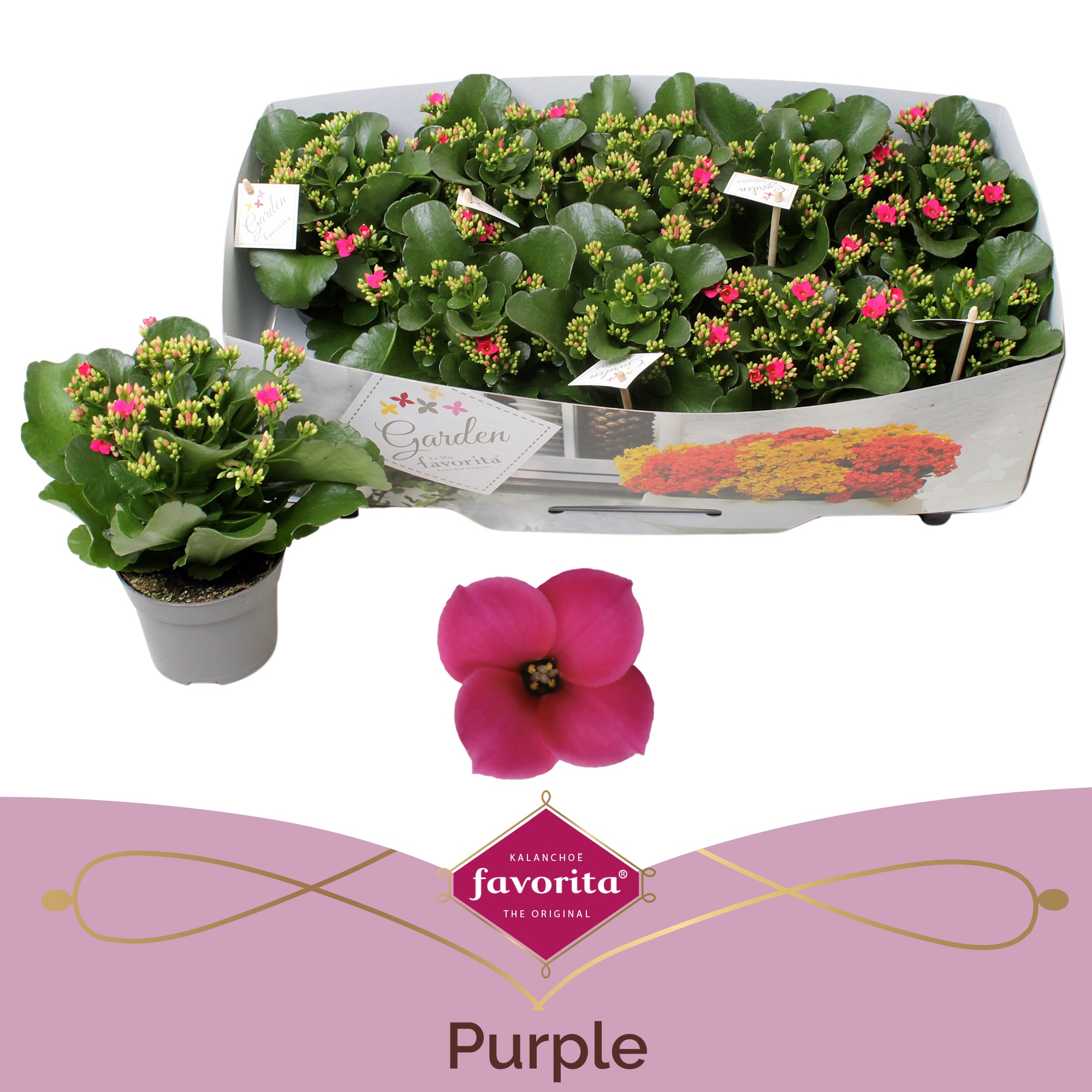 Kalanchoe garden favorita purple, D 10,5