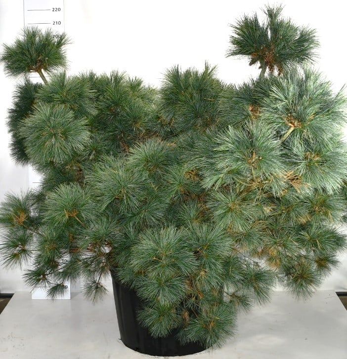 Pinus strobus 'Macopin', D 92