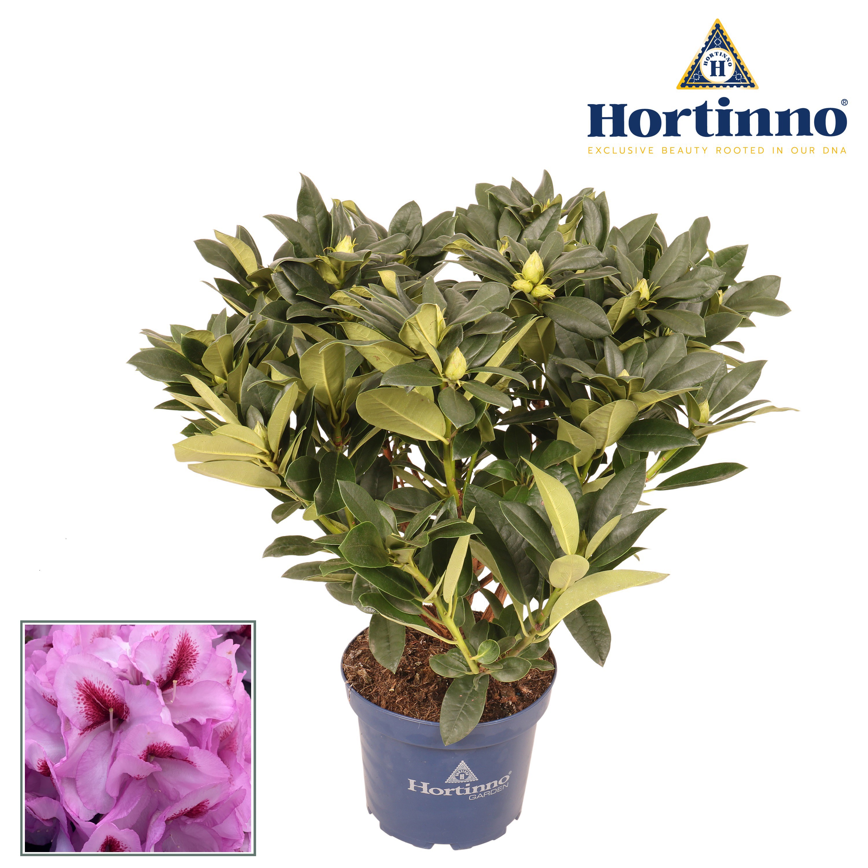 Hortinno® Garden XXL Lila Flame groen 50 - 60 cm (kopie), D 23