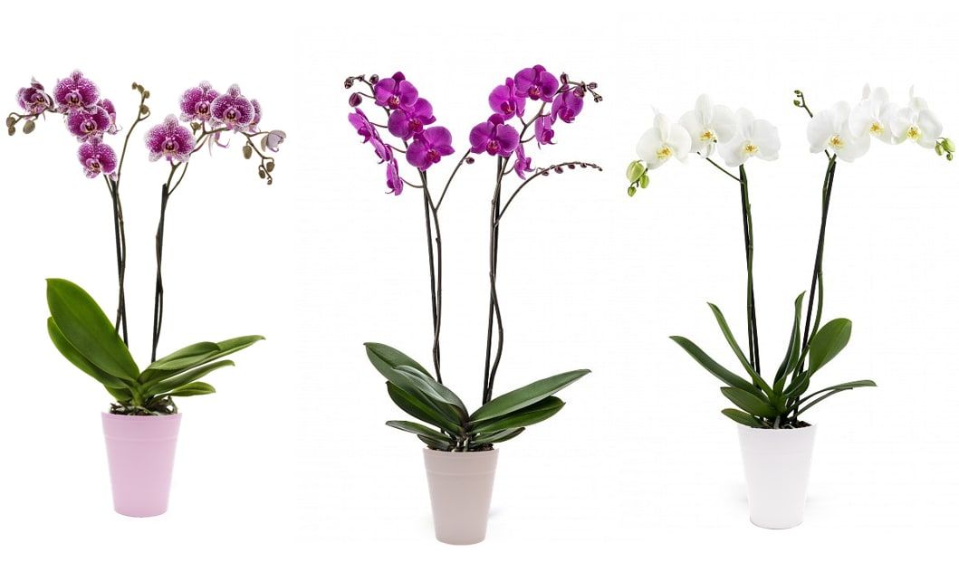 PHAL 2T MIX CERAMIC, D 12