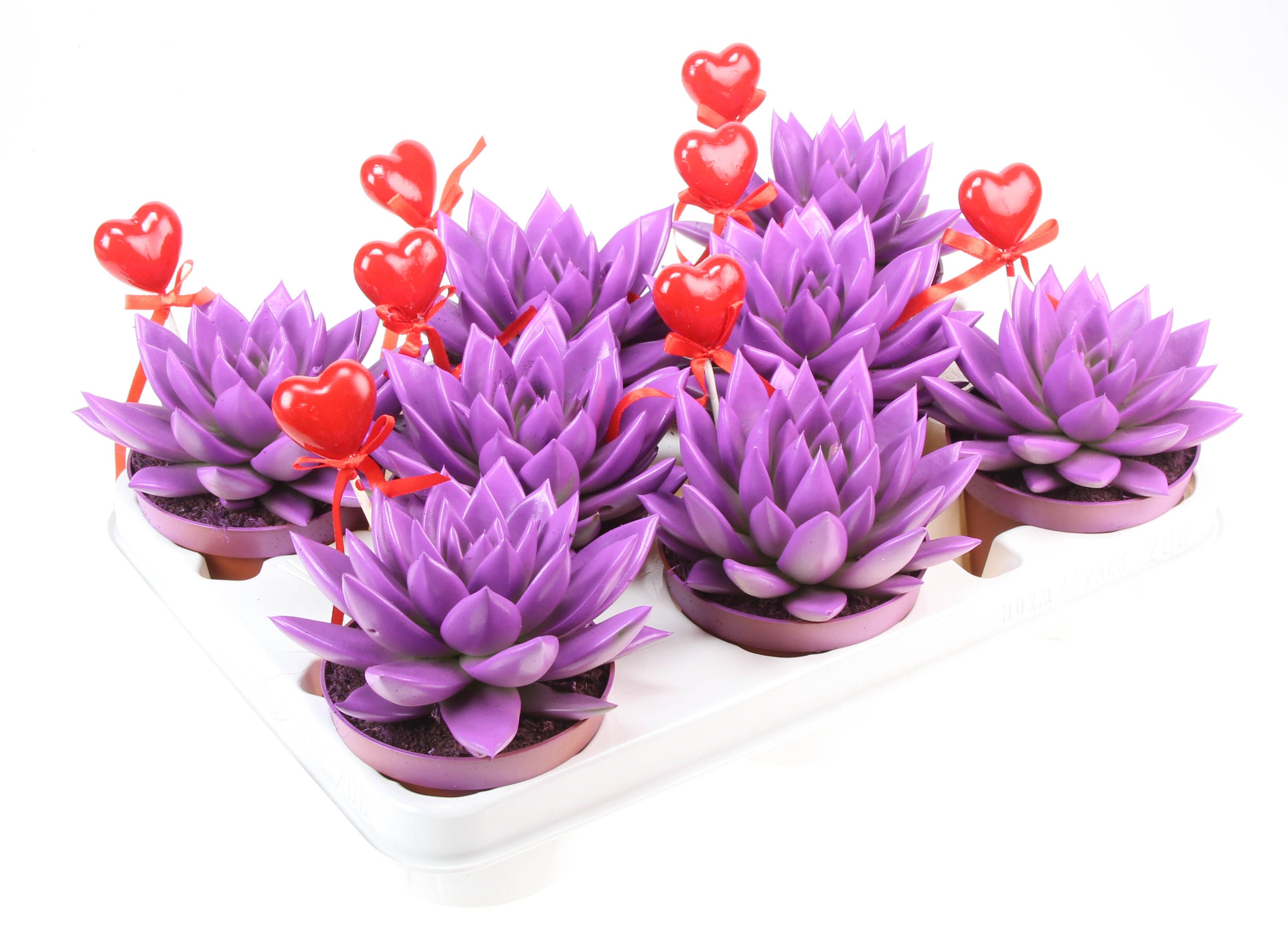 Miranda paars+hartje, D 10,5