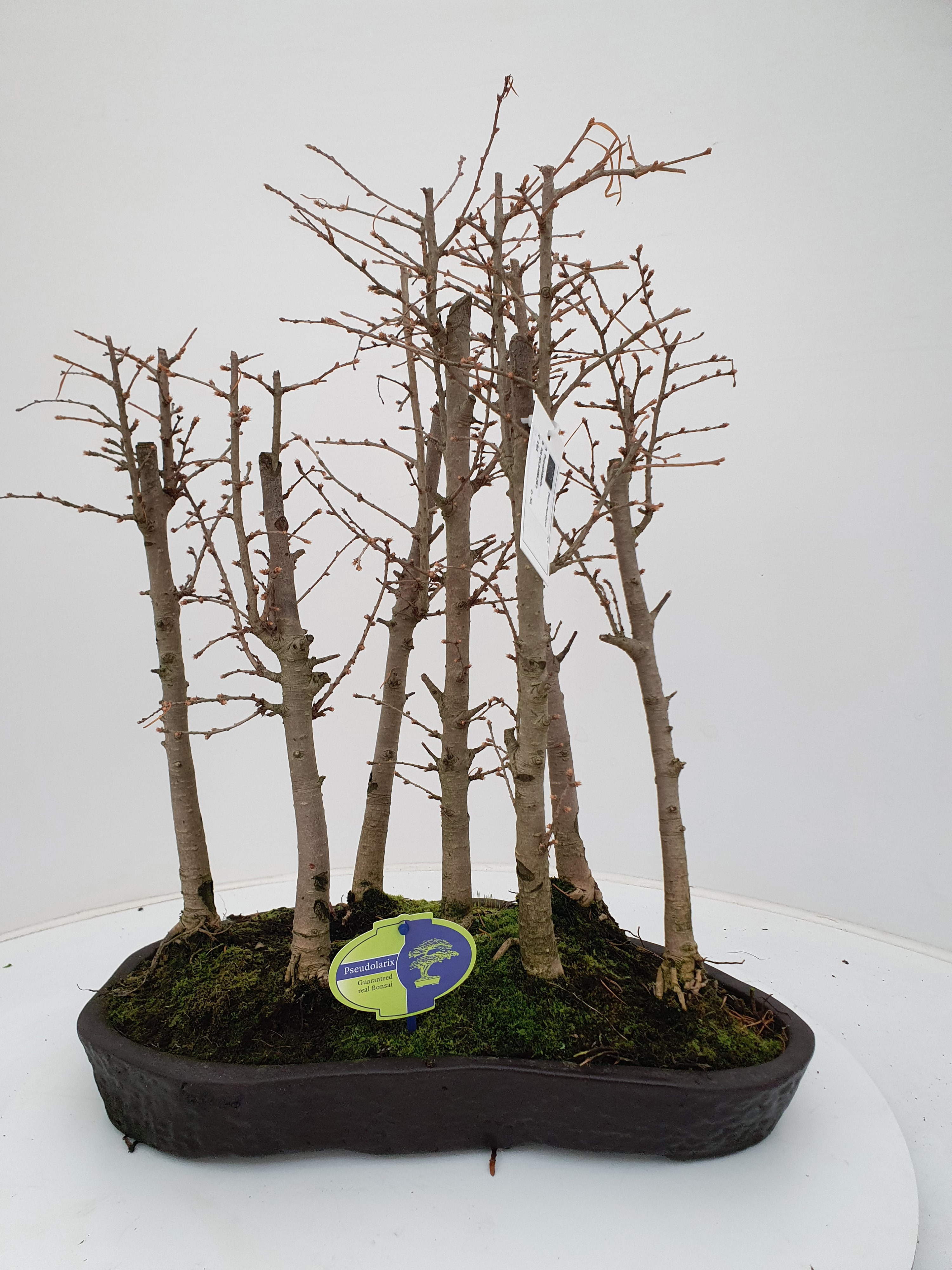 Pseudolarix group, 7 stem, D 40