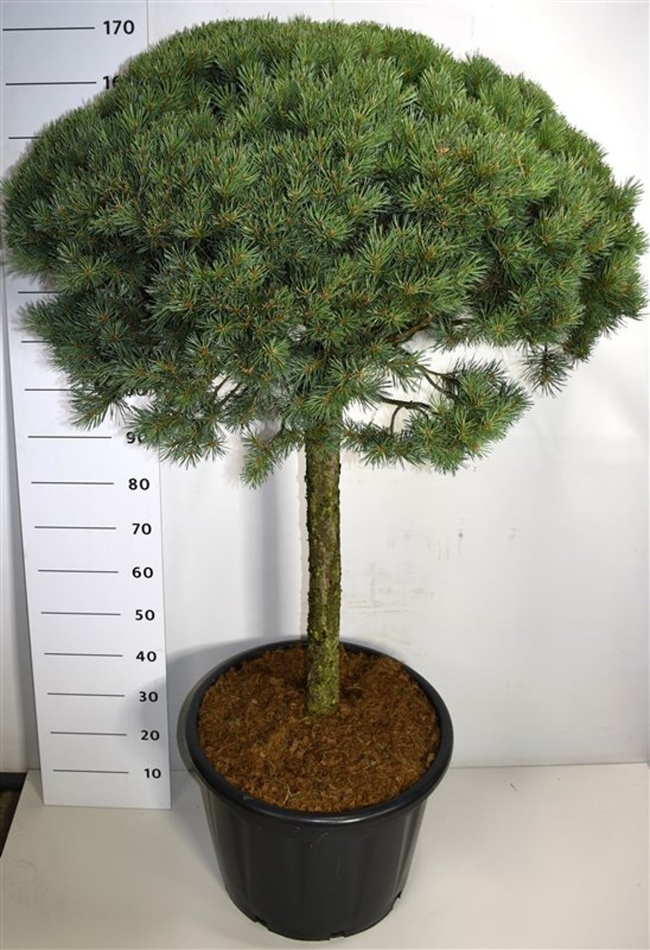 Pinus sylvestris 'Watereri', D 54