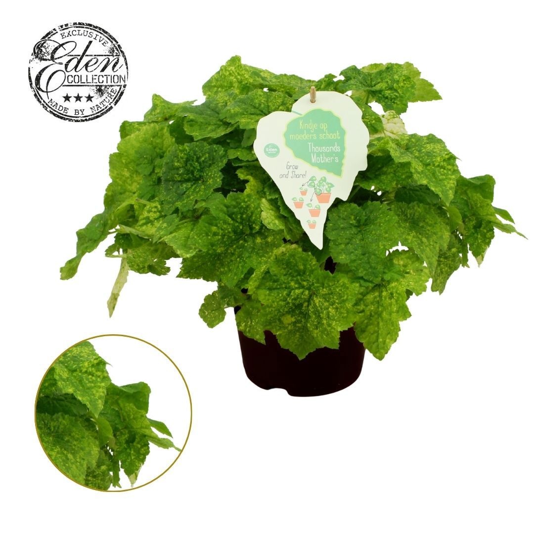 Tolmiea Menziesii 15cm, D 15